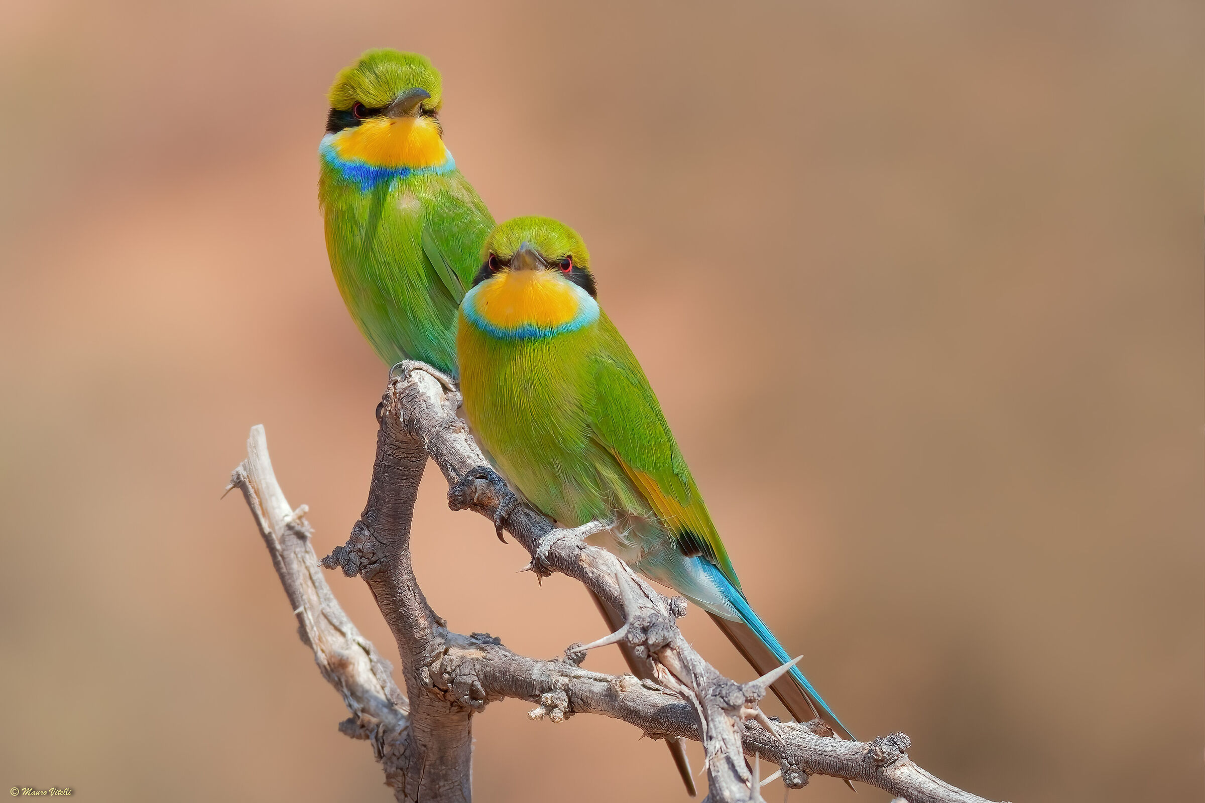 Swallowtail bee-eater (Merops hirundineus) Kalahari...