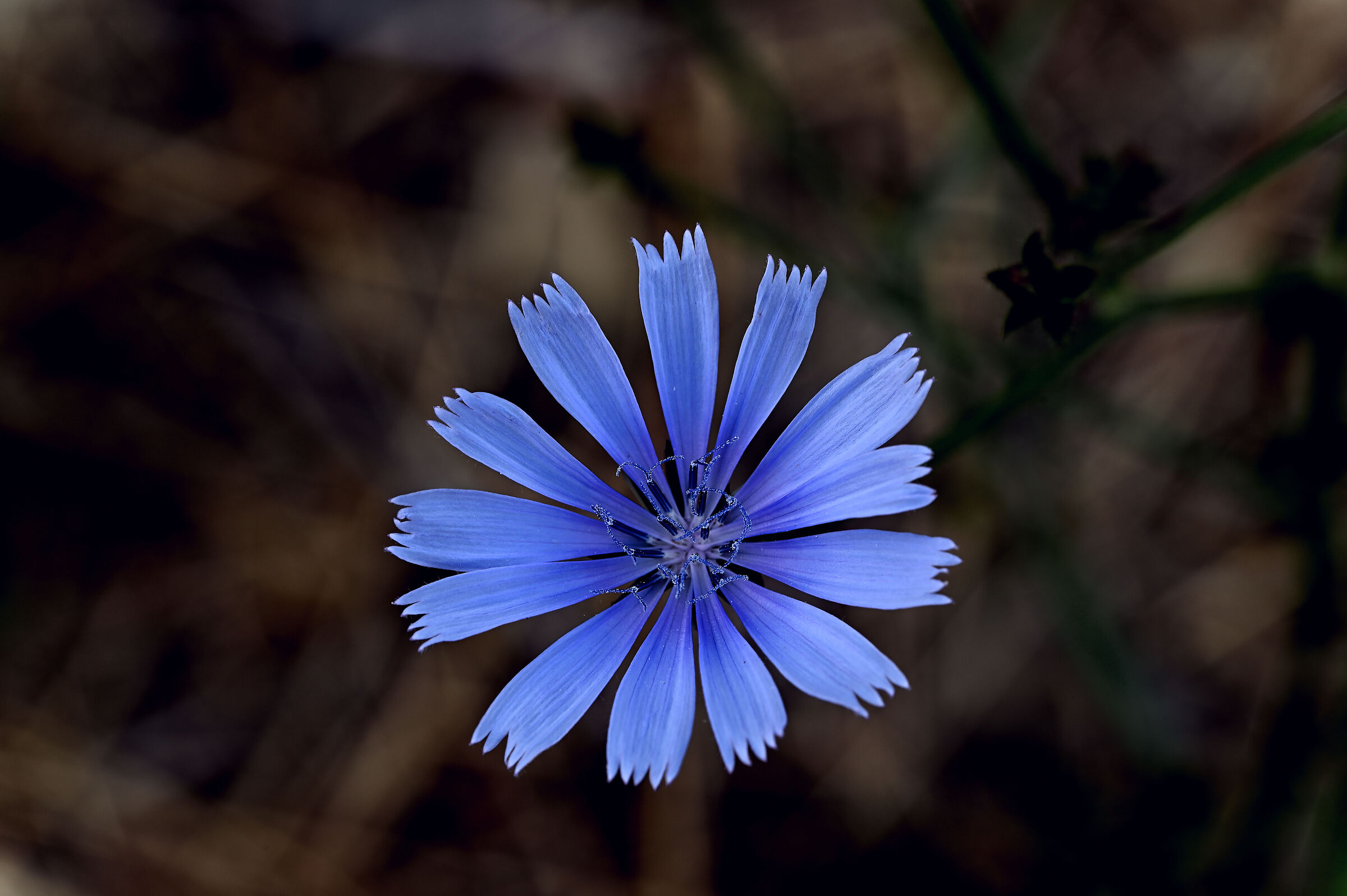 Chicory flower......