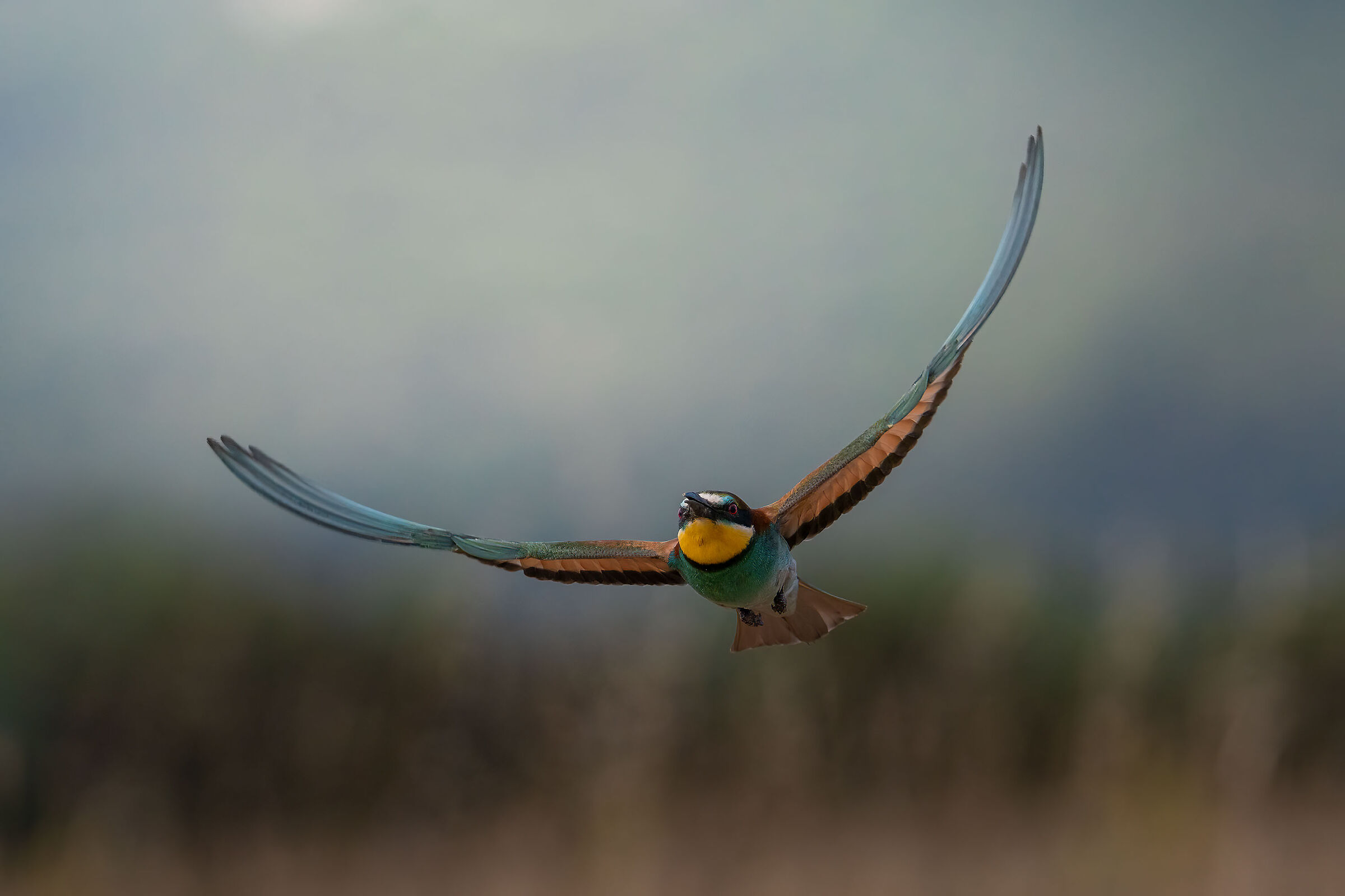Bee-eater 2022...