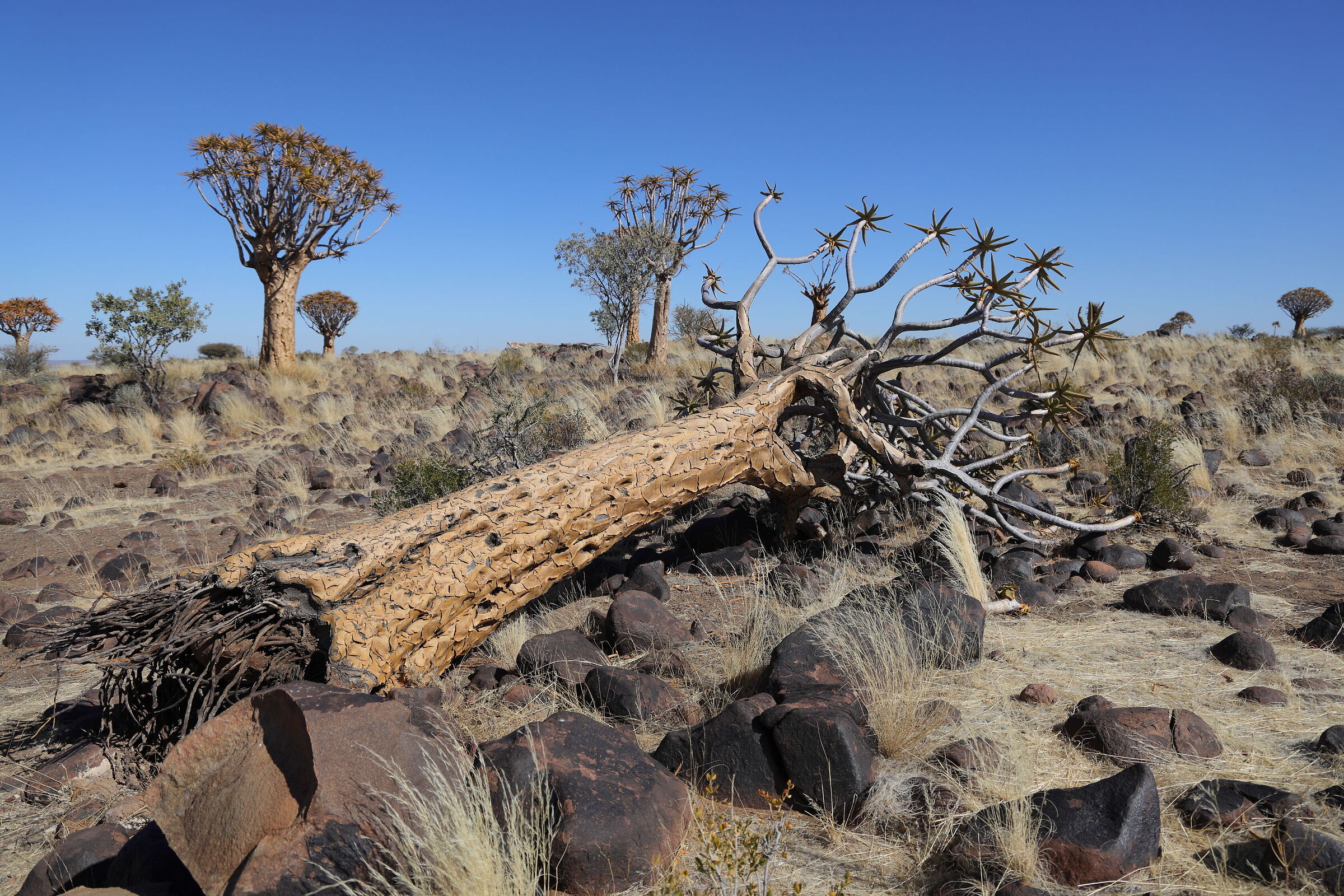 Namibia - Quiver trees...