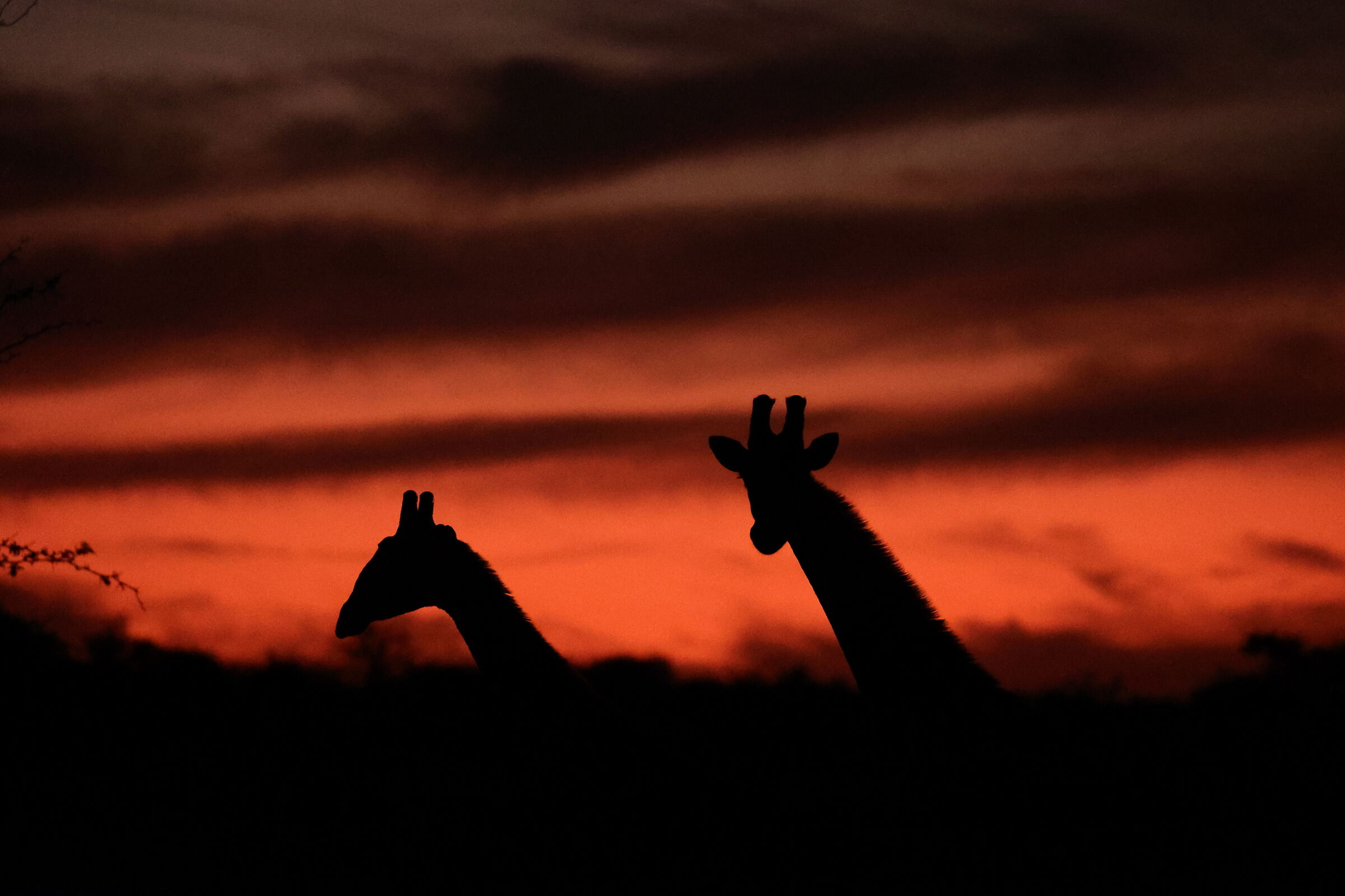 Namibia - giraffe at sunset...