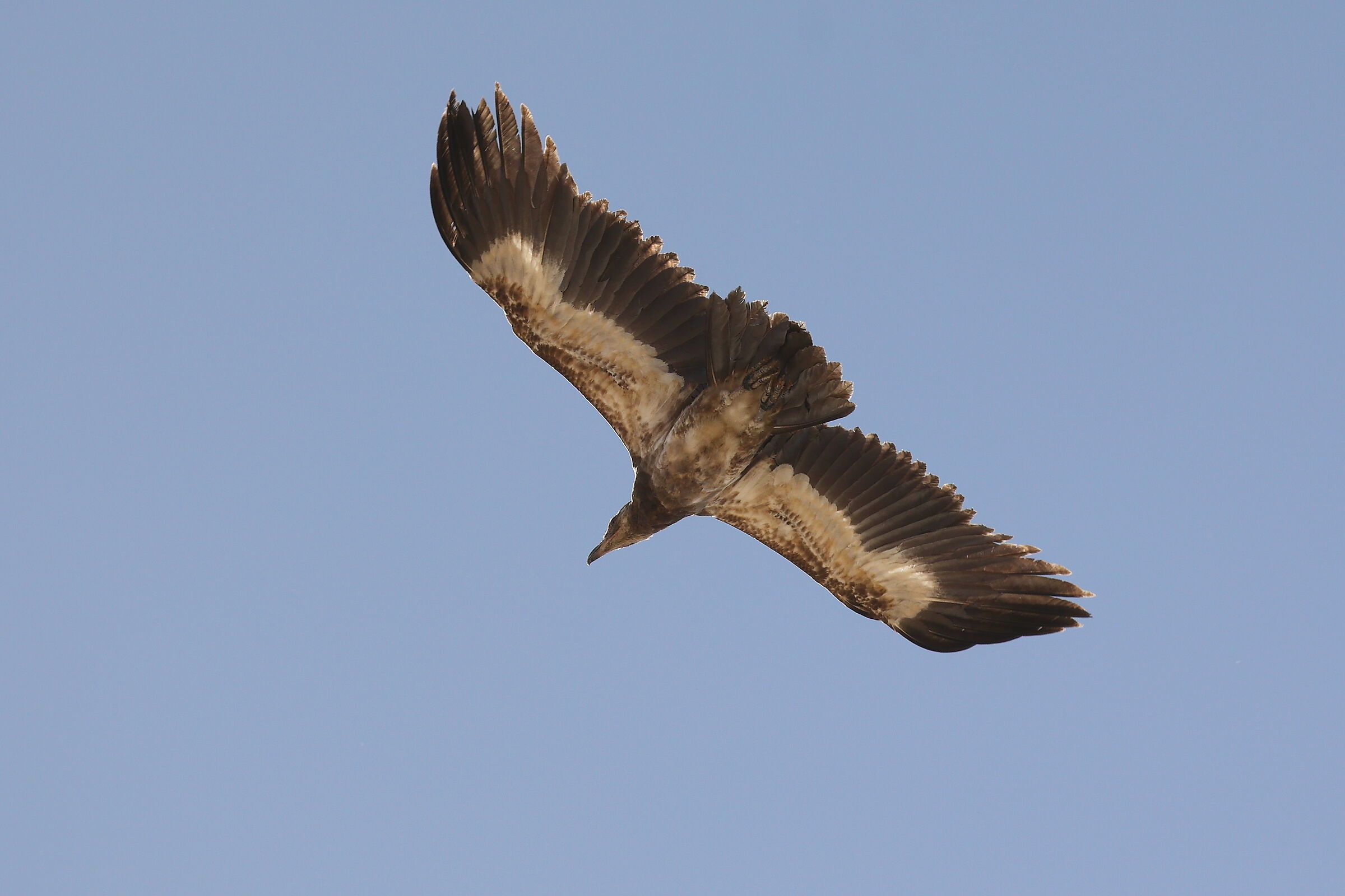 Namibia - uccello (da identificare)...