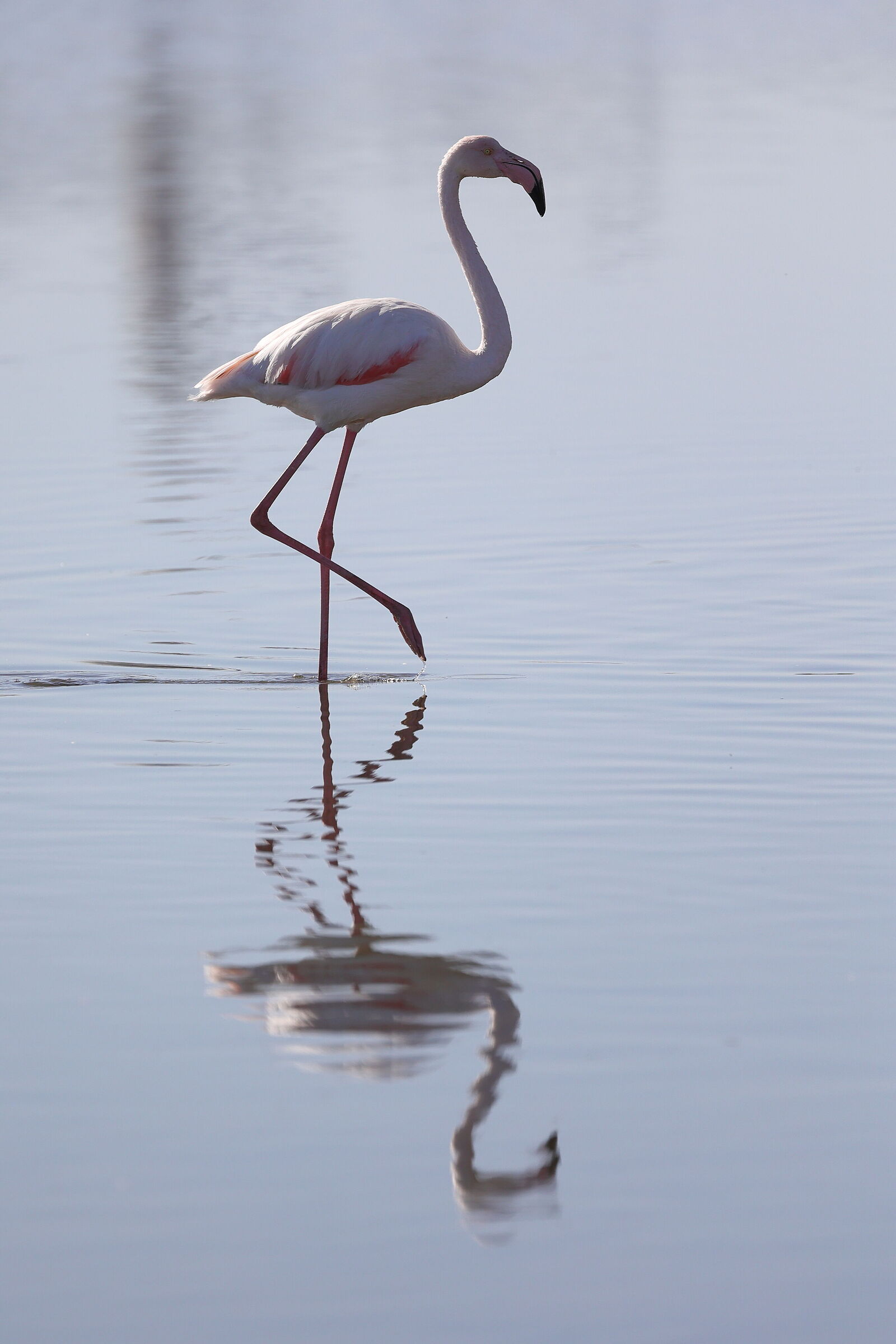 Namibia - Flamingo in the mirror...