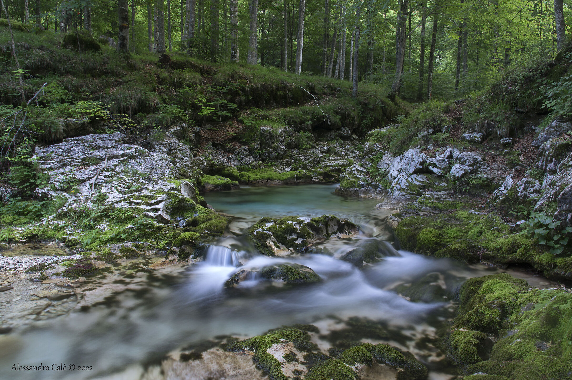 The Arzino stream and its green waters 5103...