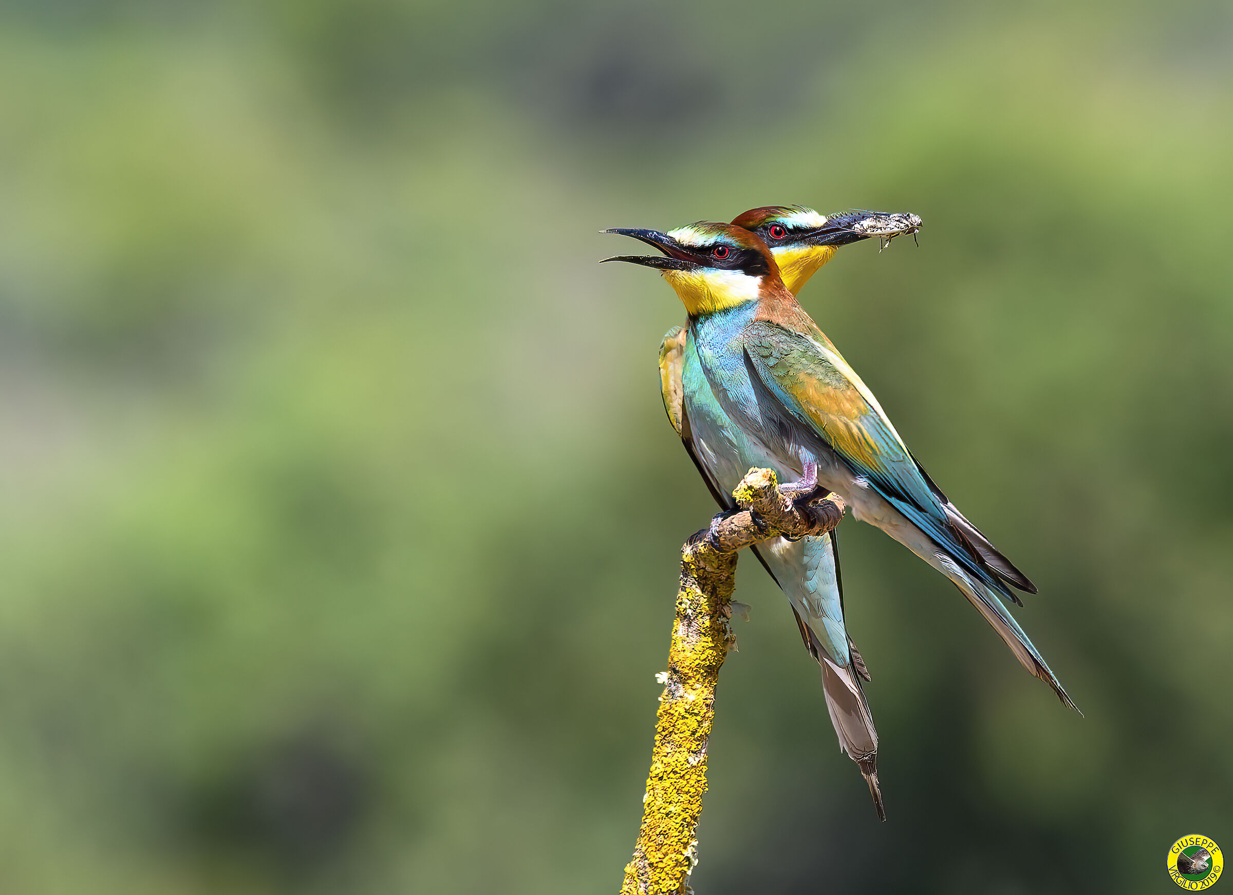 Bee-eaters (Sardinia) 2019 ...