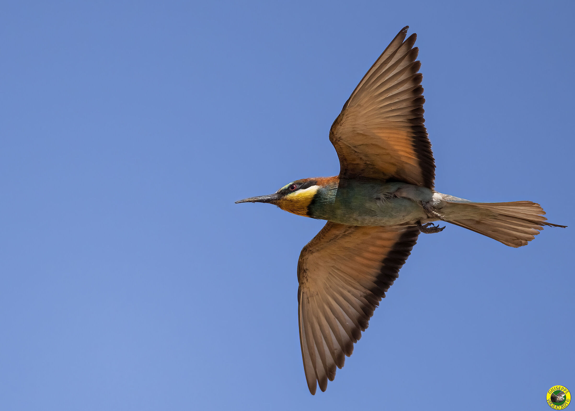 Bee-eaters (Sardinia) 2021 ...