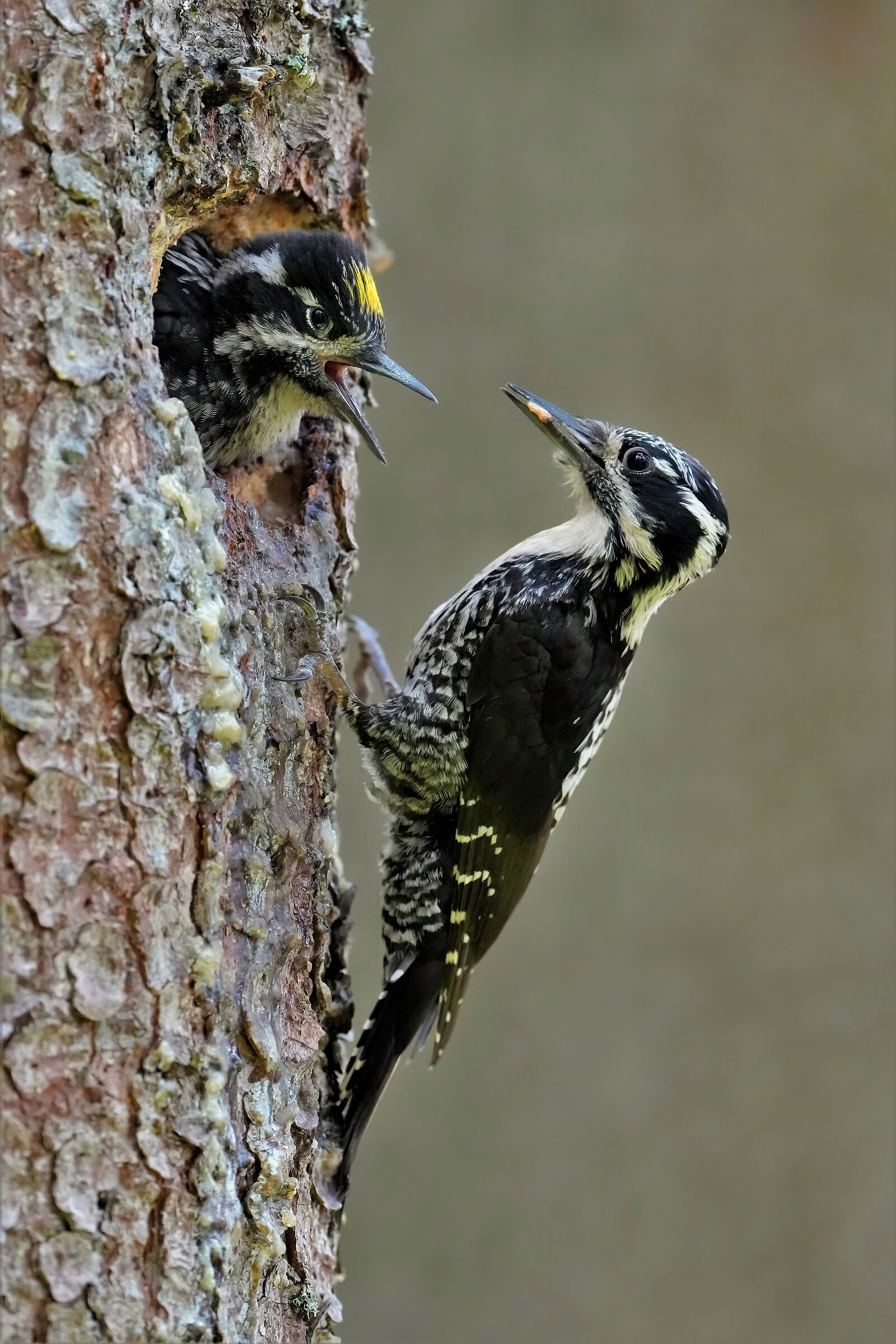 female three-toed woodpeckerfrom feeding the pullo masch...