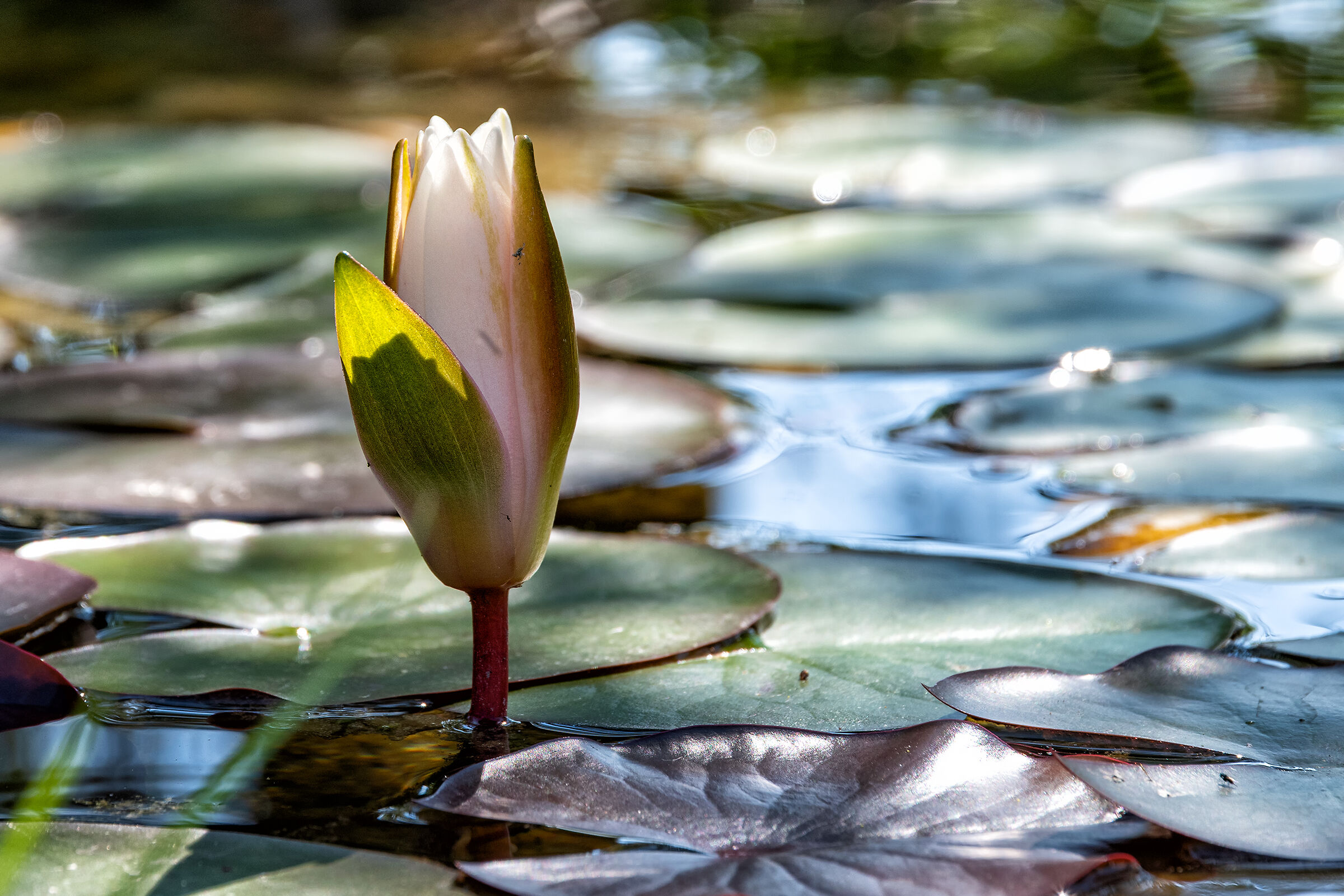 Water lily in bud...