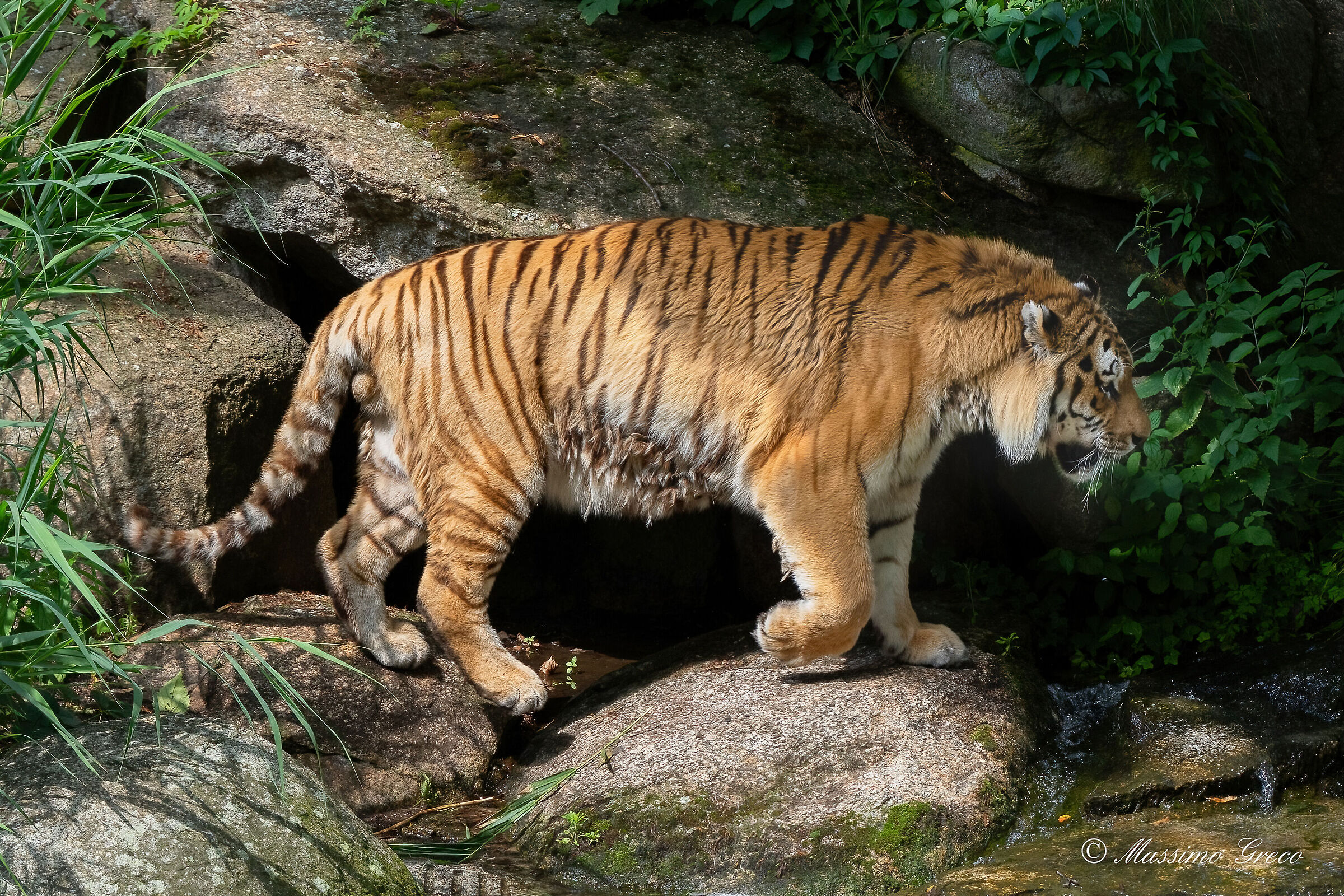 Siberian or Amur tiger (Panthera tigris altaica)...