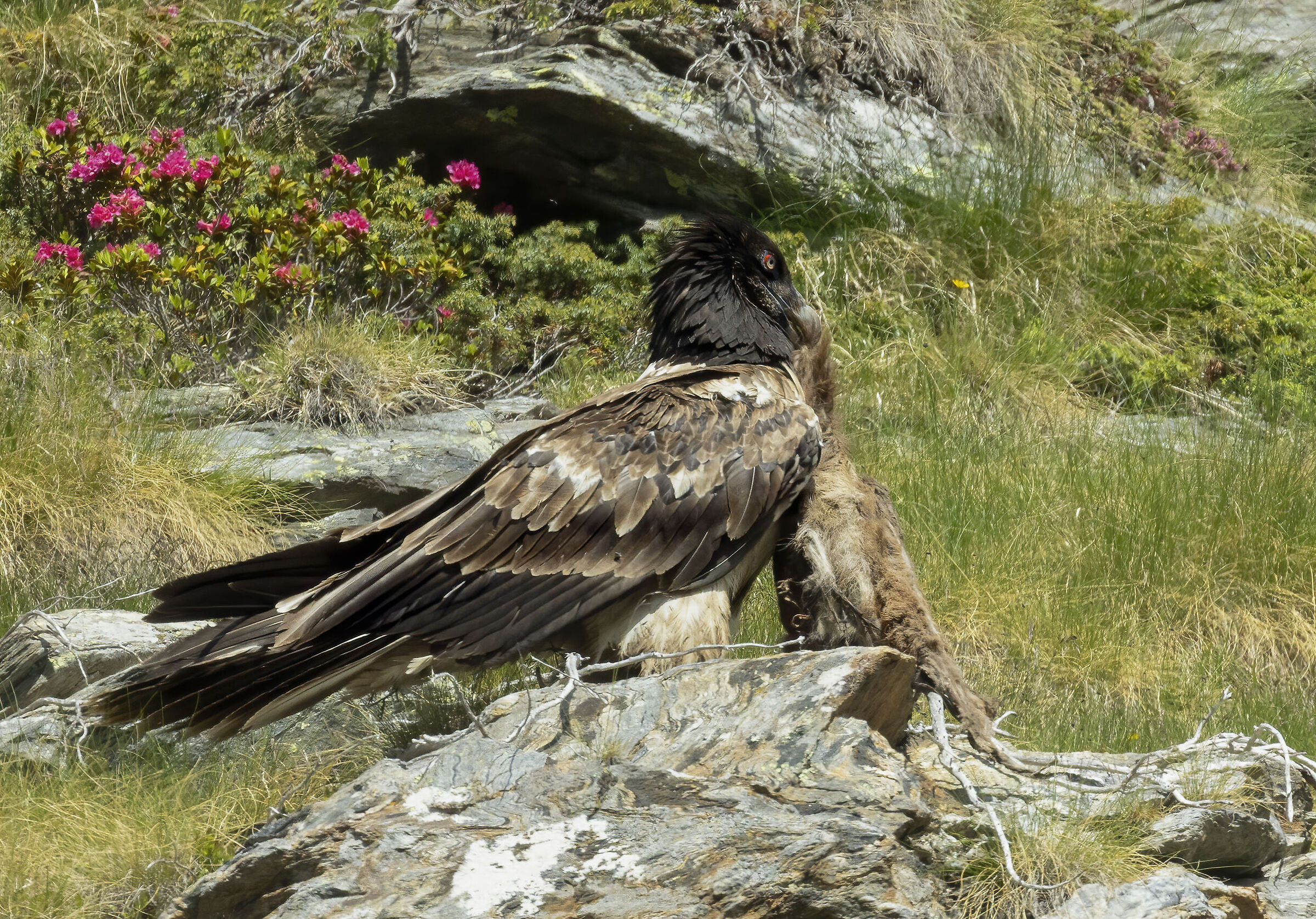 the meal of the bearded vulture at the Gavia pass (So)...