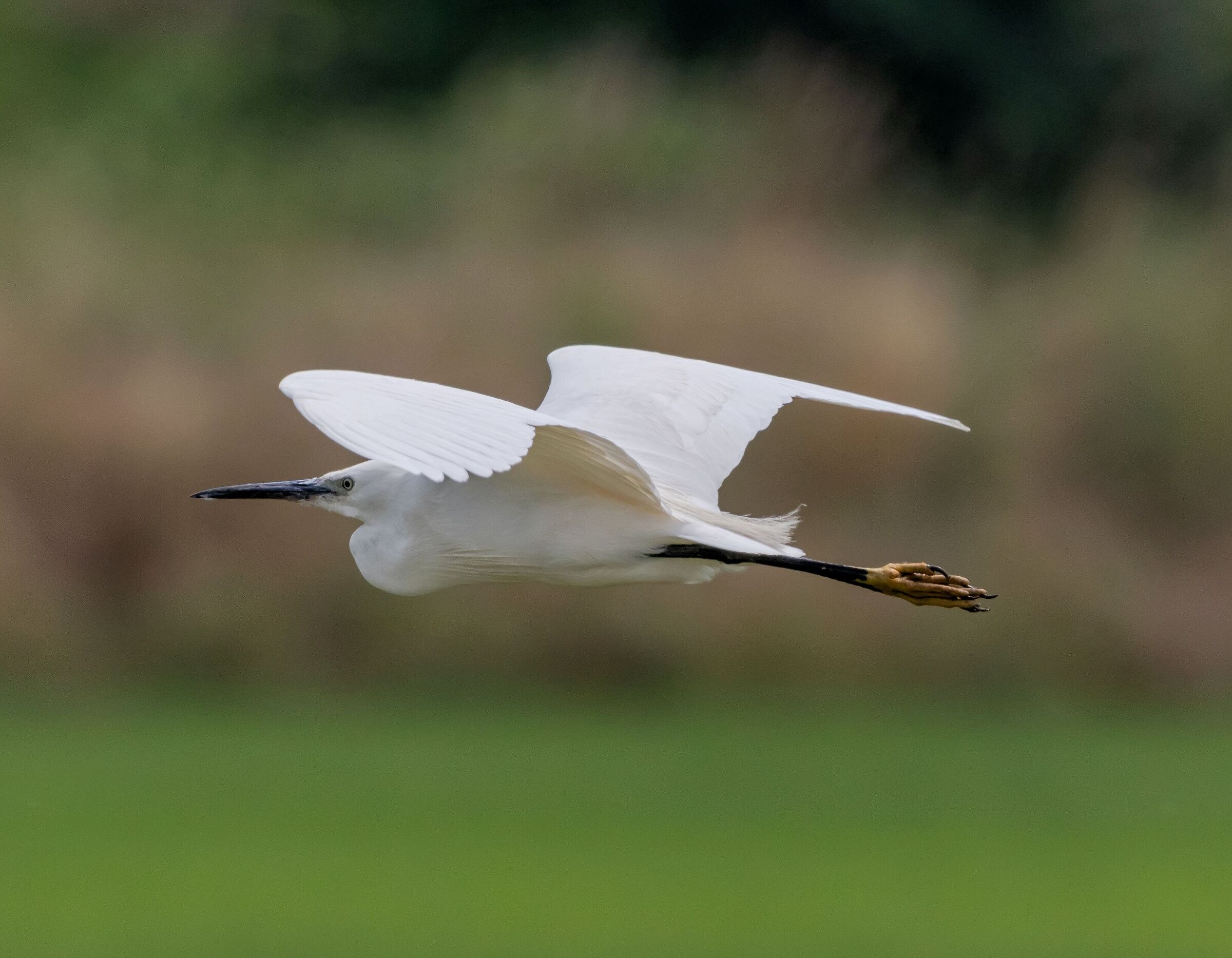 Egret flying in the middle of rice fields 15/06/2022...