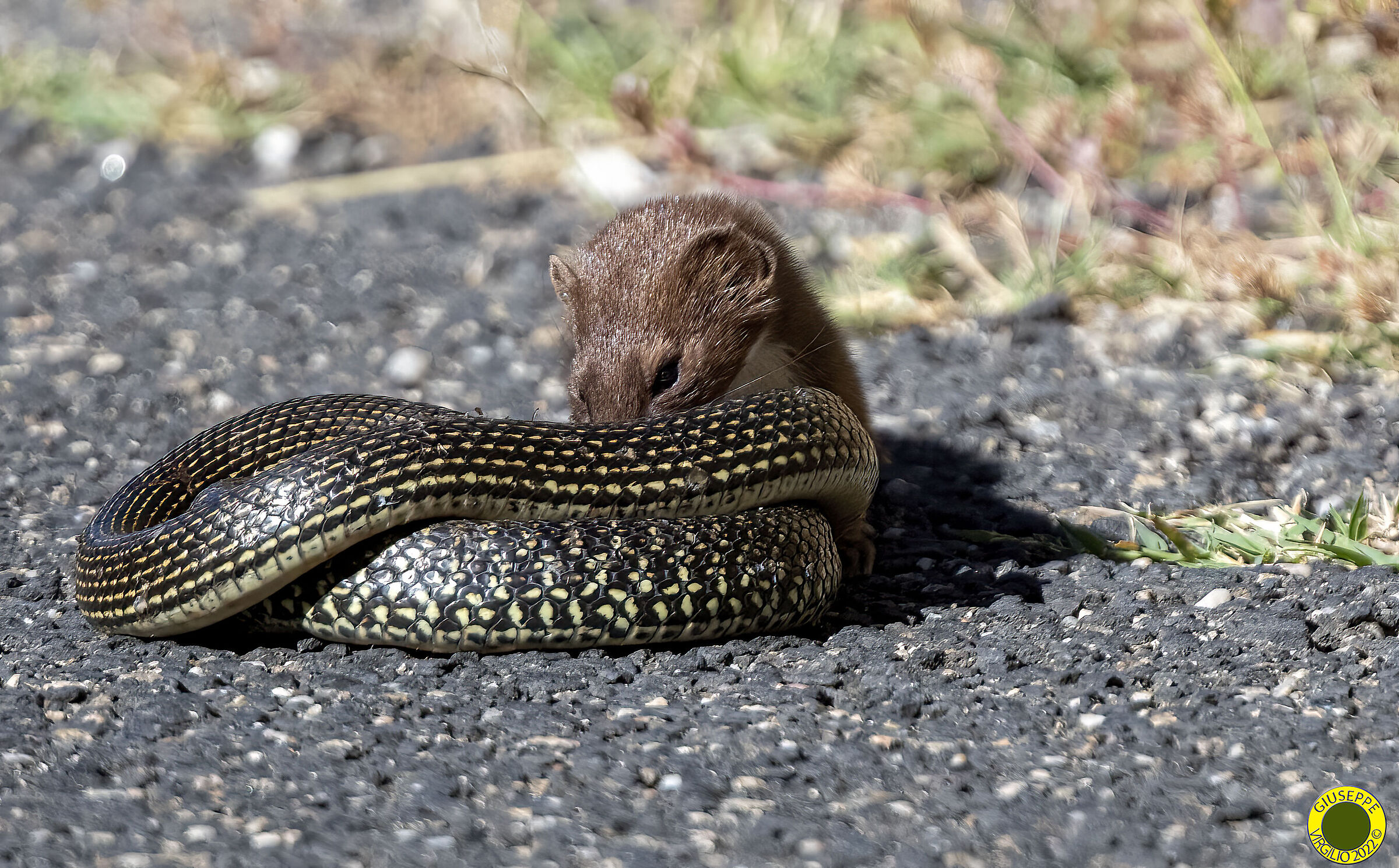 Weasel with prey Biacco (Sardinia) 2022...