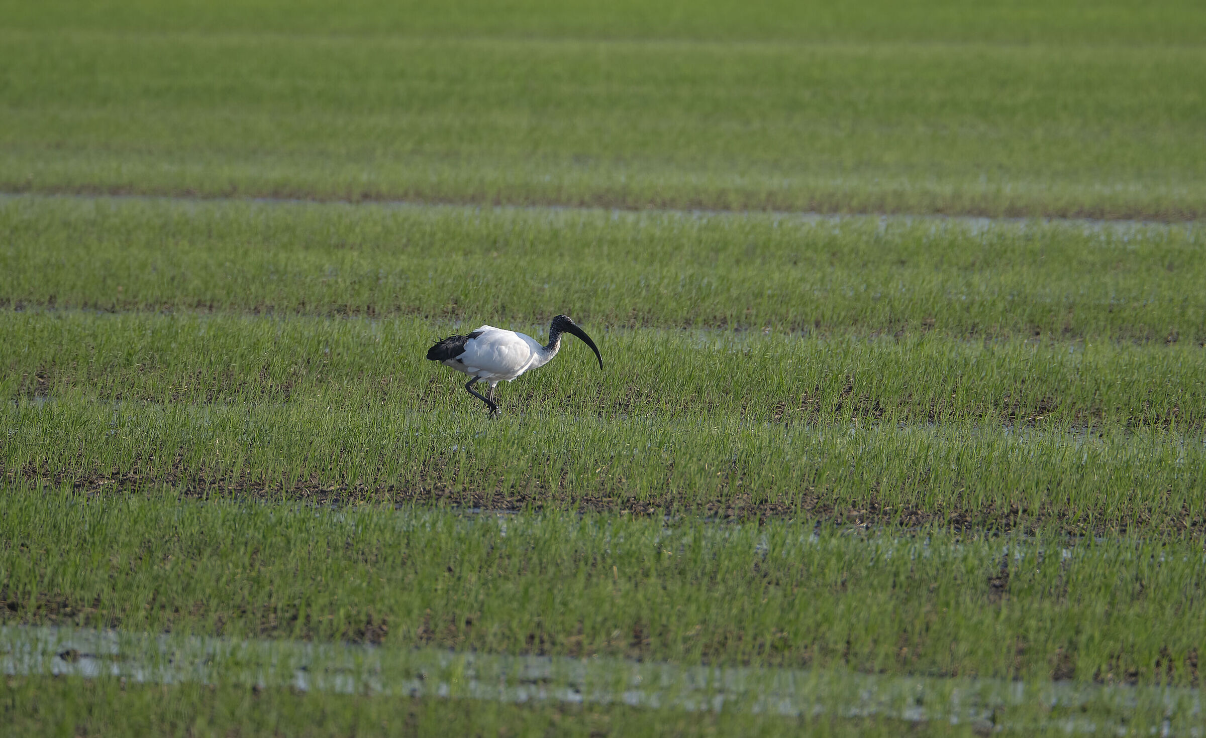 Ibis among the rice fields...