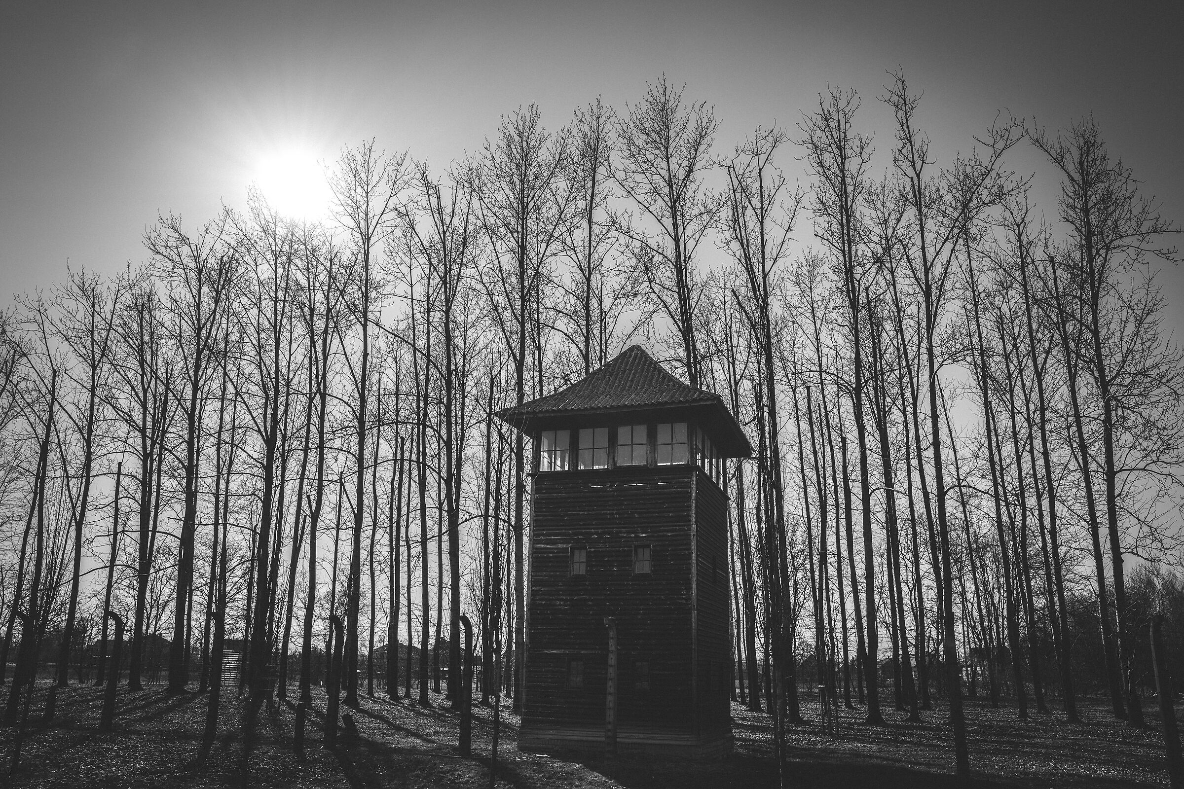 Auschwitz 8...