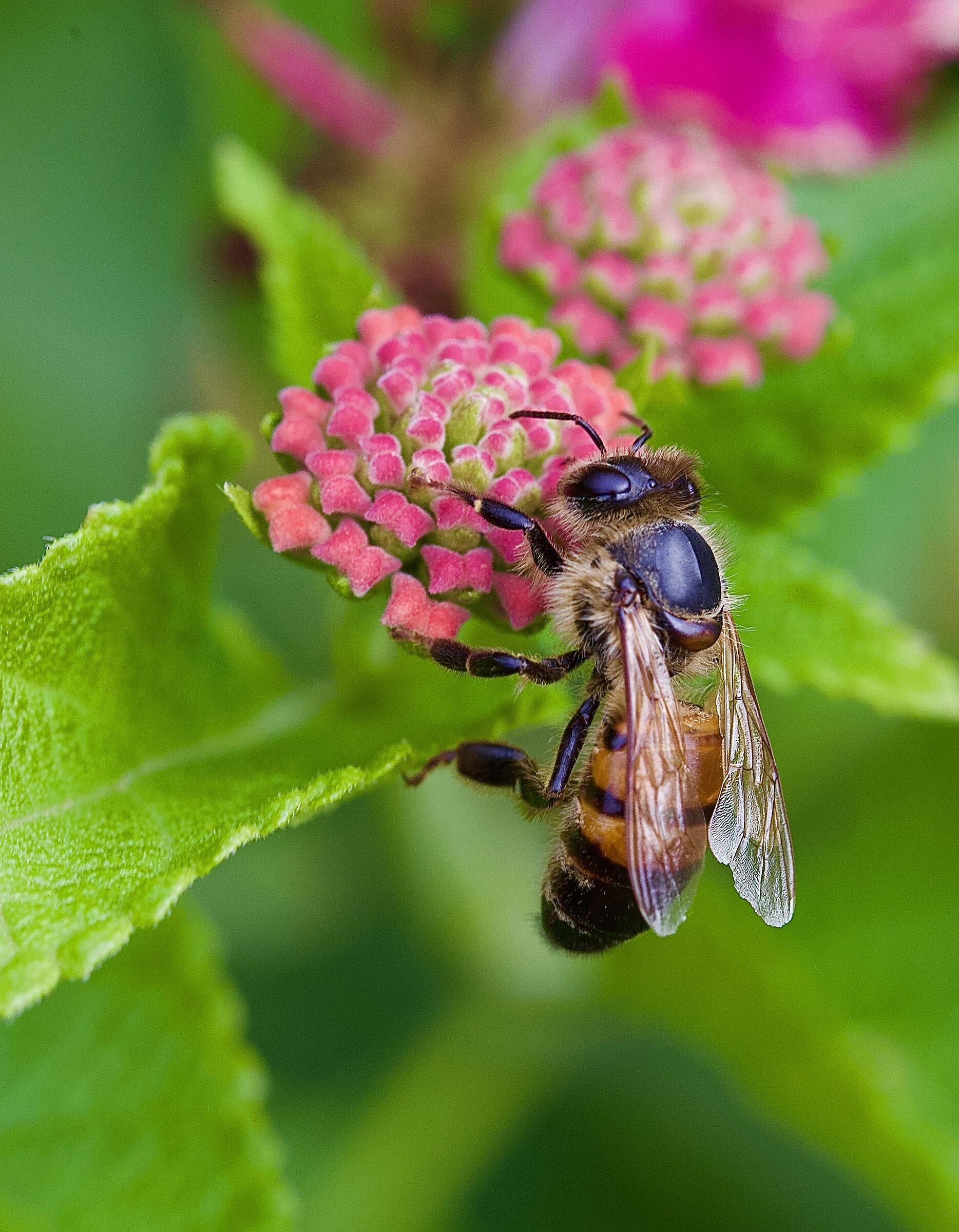 Domestic bee on lantana flower...