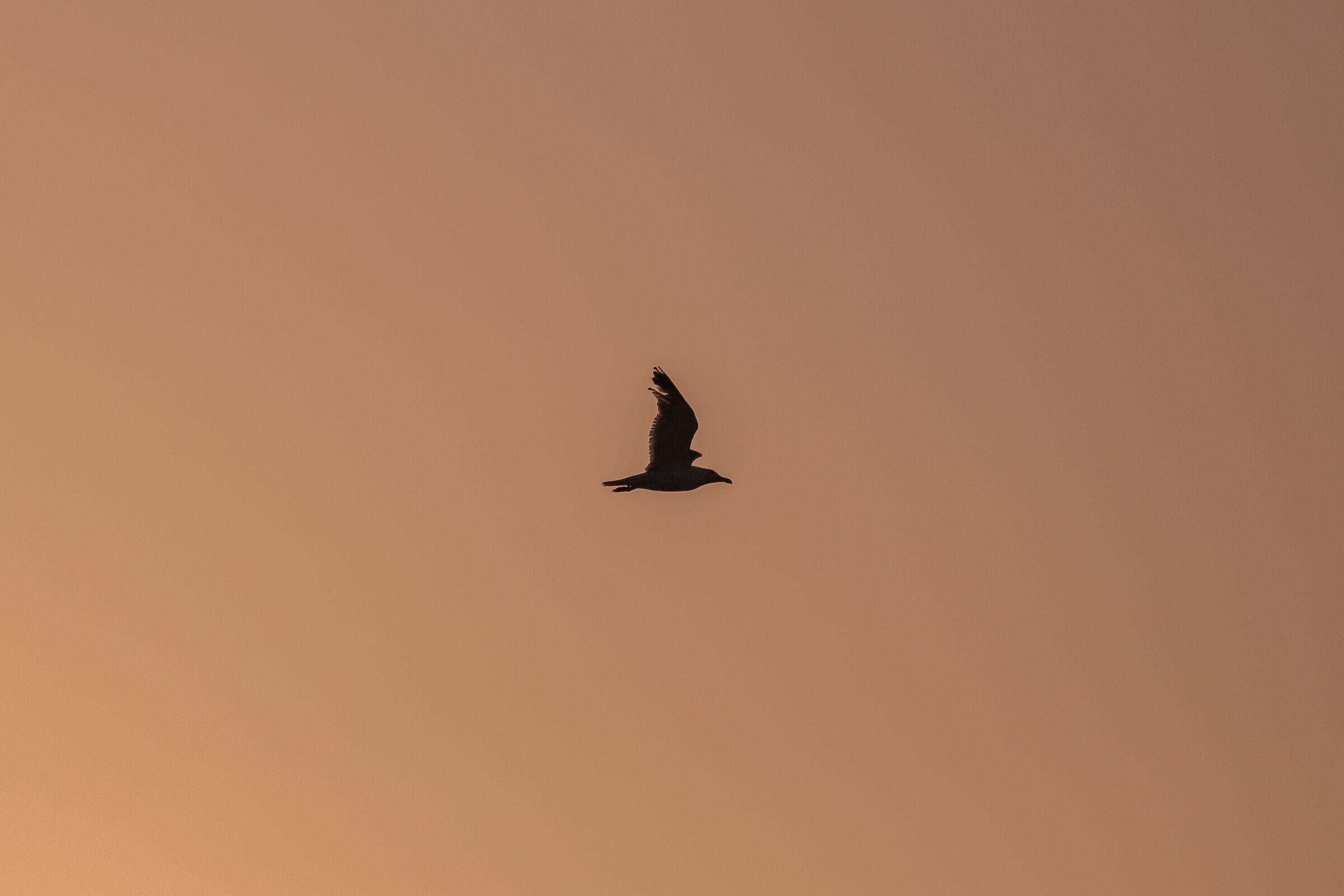Seagull at sunset - Marsala...