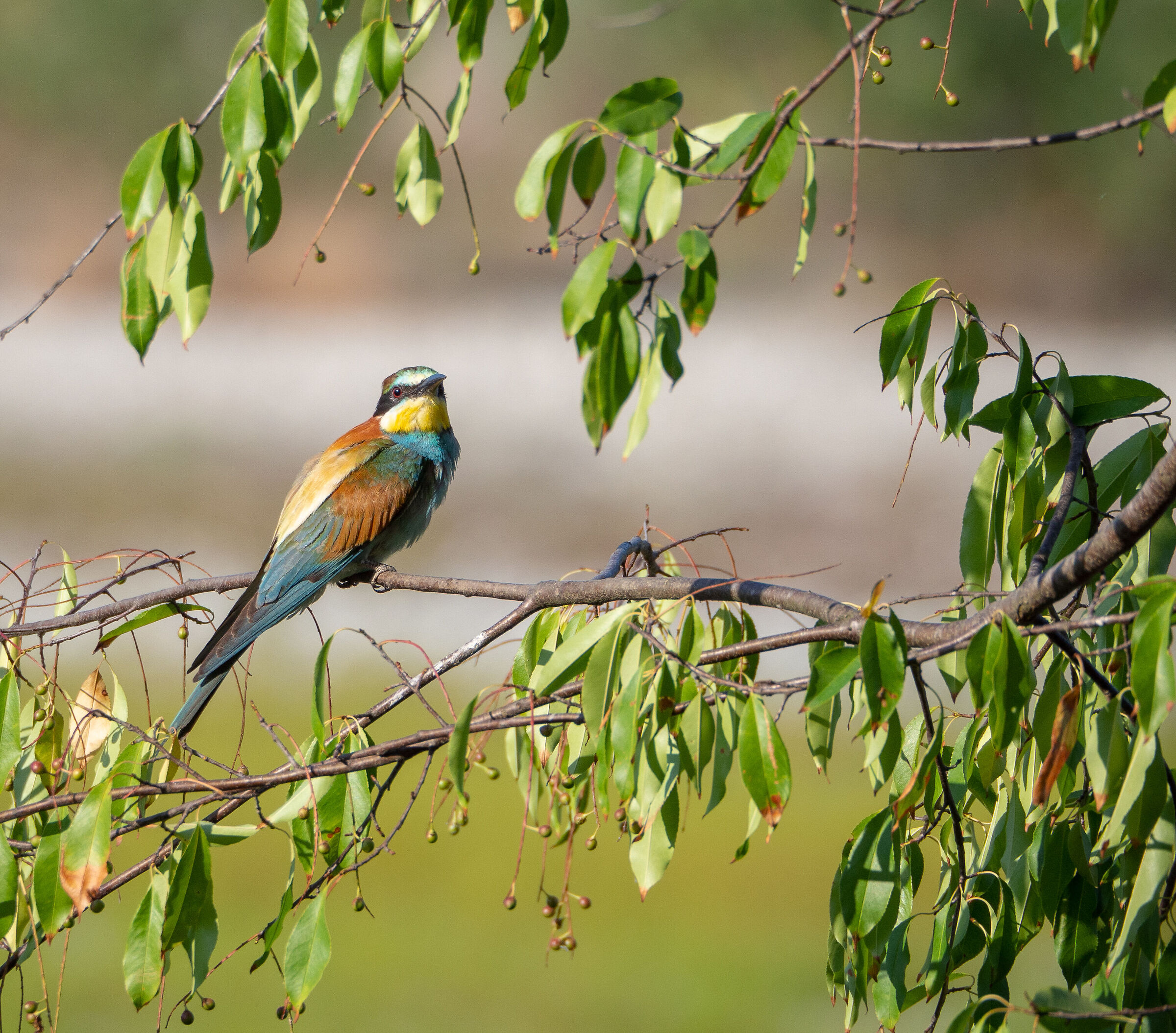 The rainbow of the bee-eater...