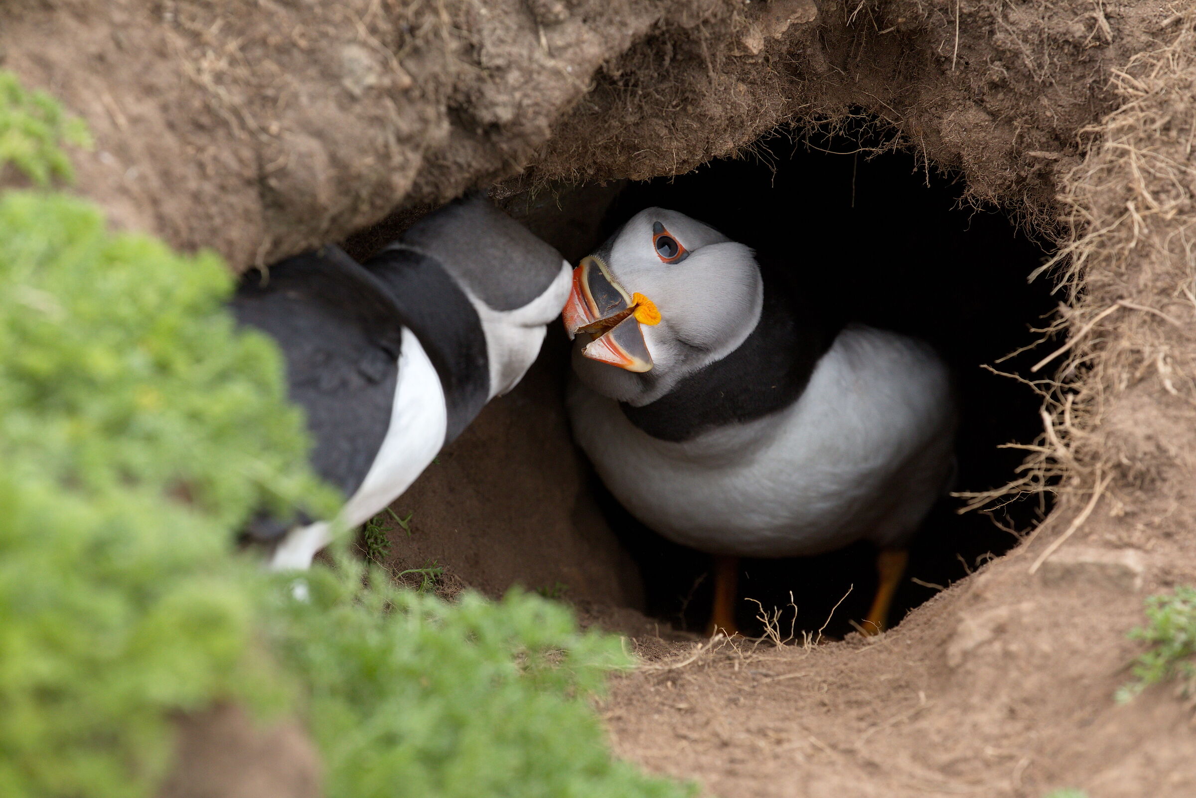 Puffin billing, or how to strengthen the couple...