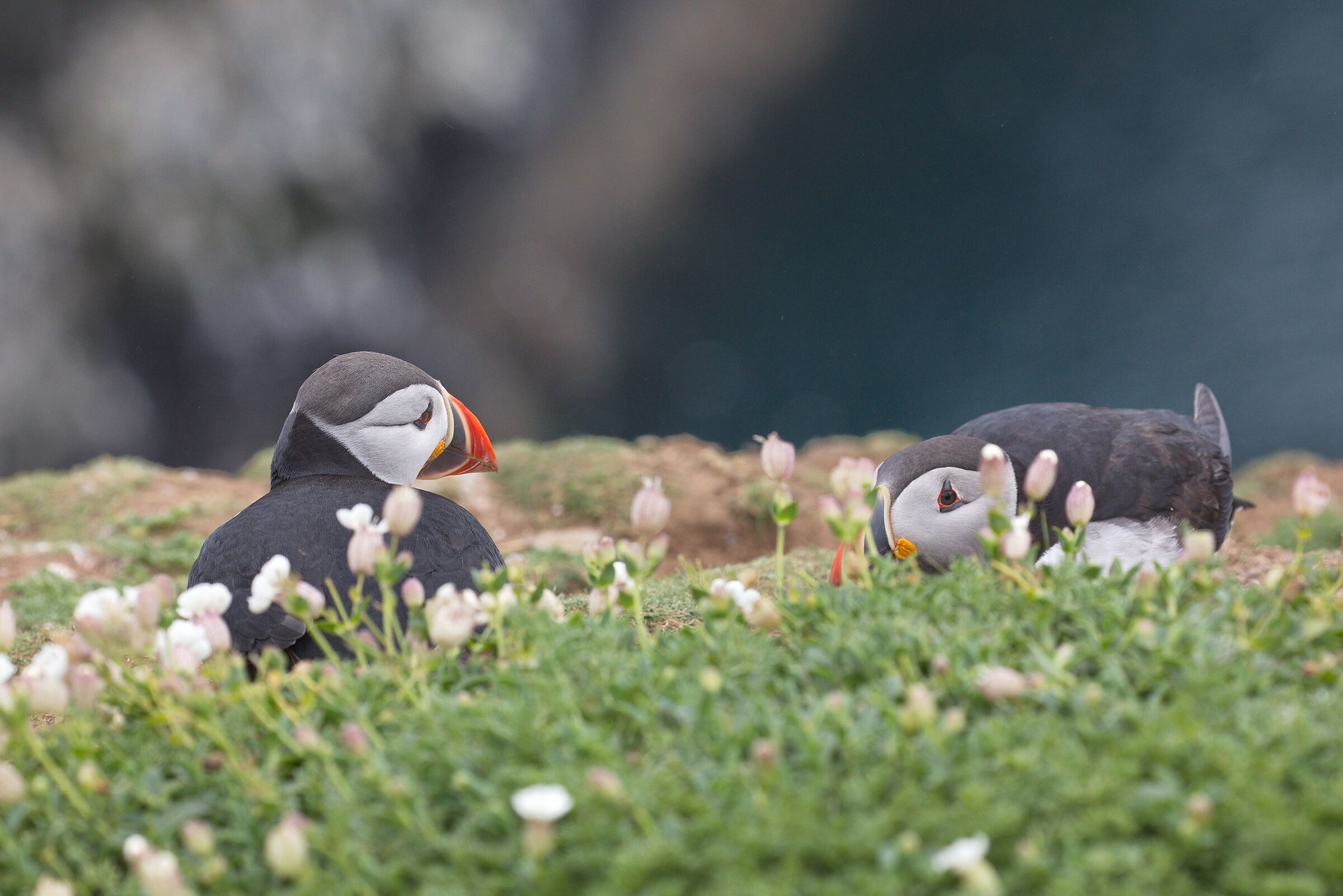 Puffin at the nest...