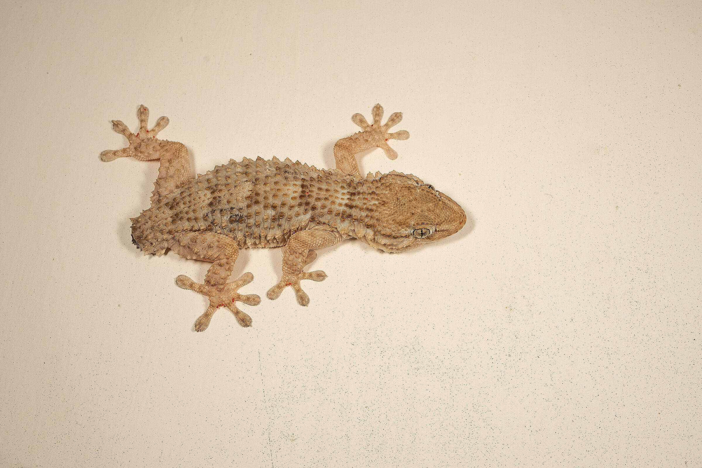 Adult gecko...