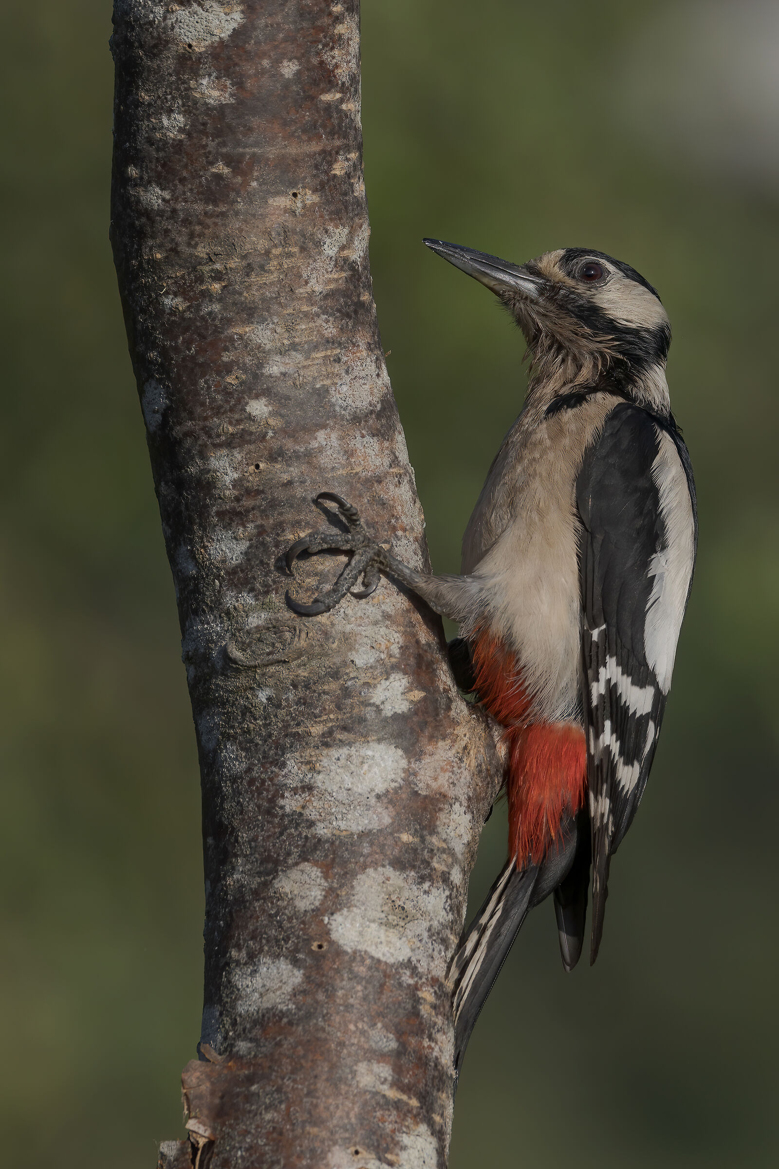 Greater spotted woodpecker ♀...