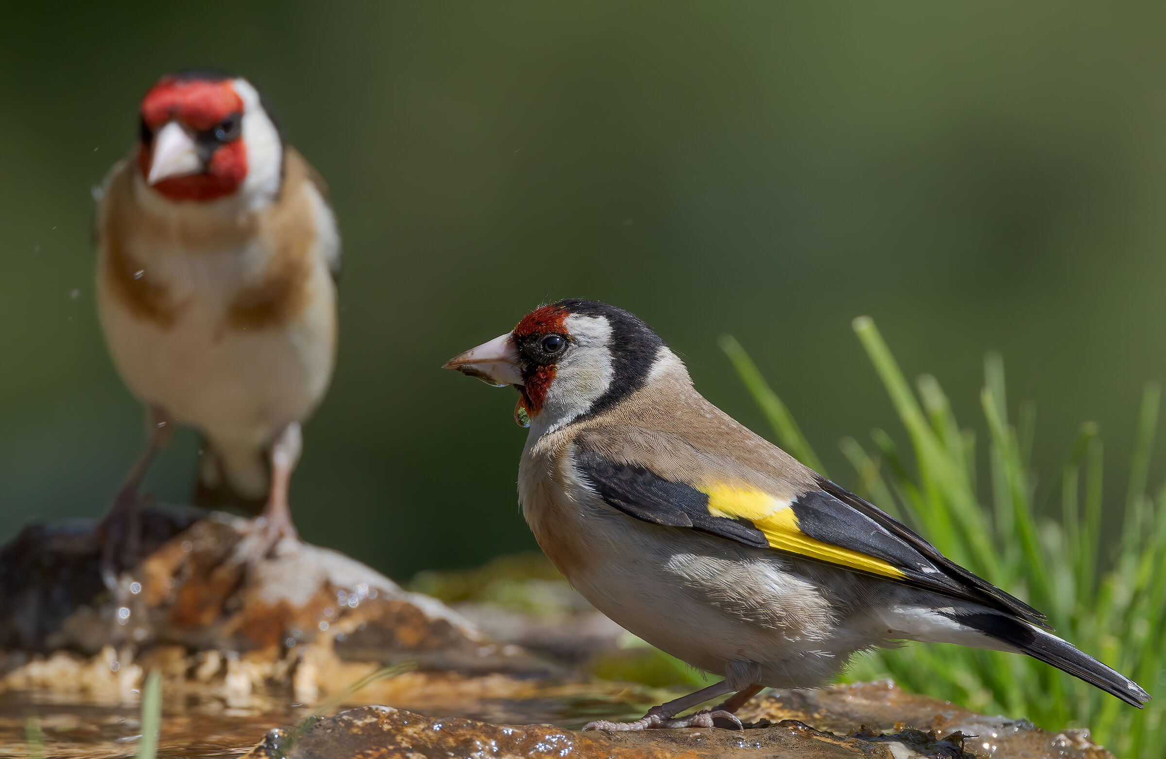 Goldfinches...