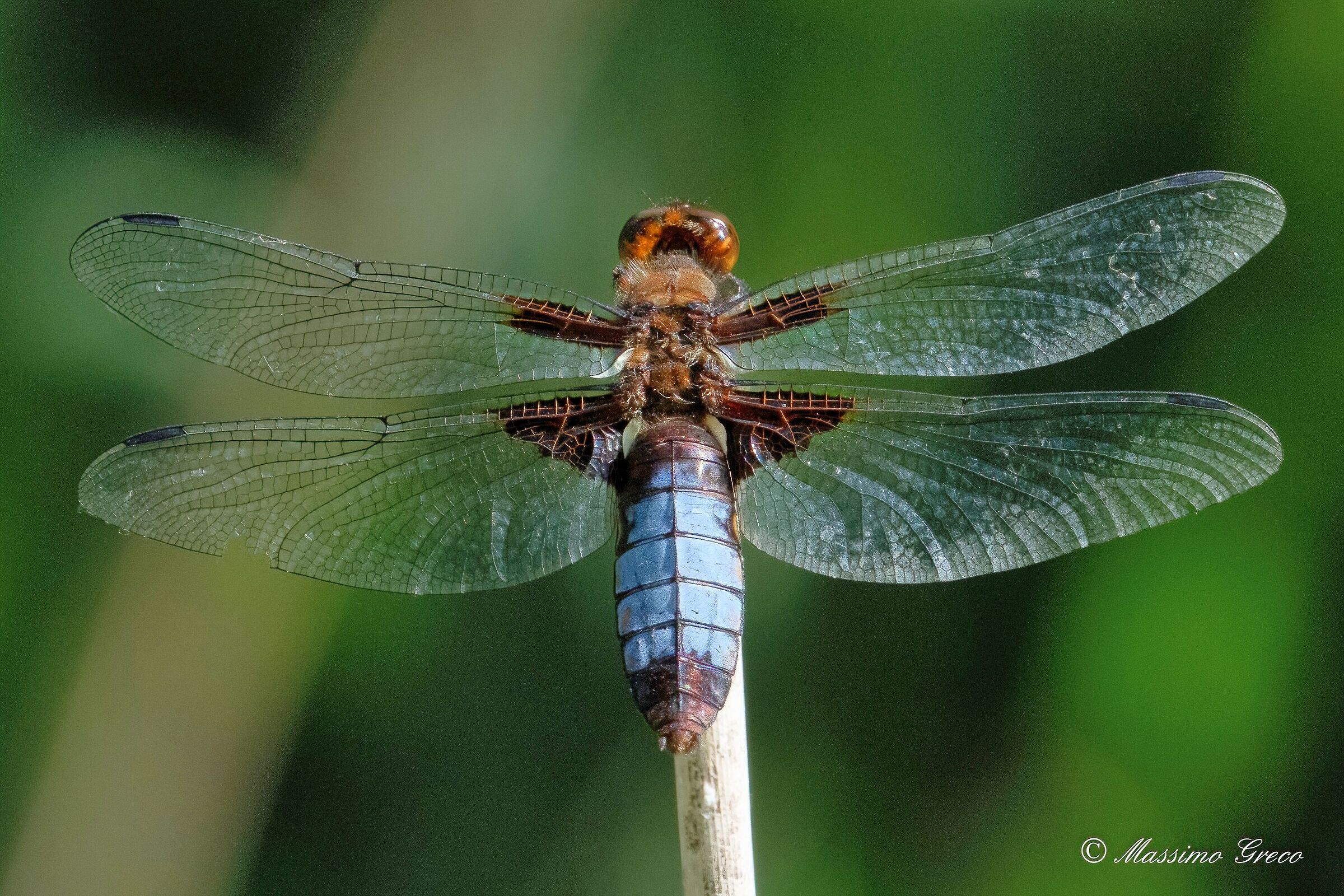Depressed dragonfly or Flat-bellied...