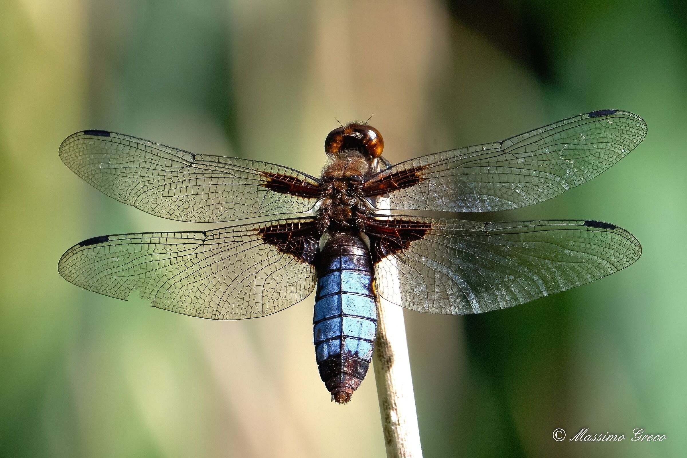 Depressed dragonfly or Flat-bellied...