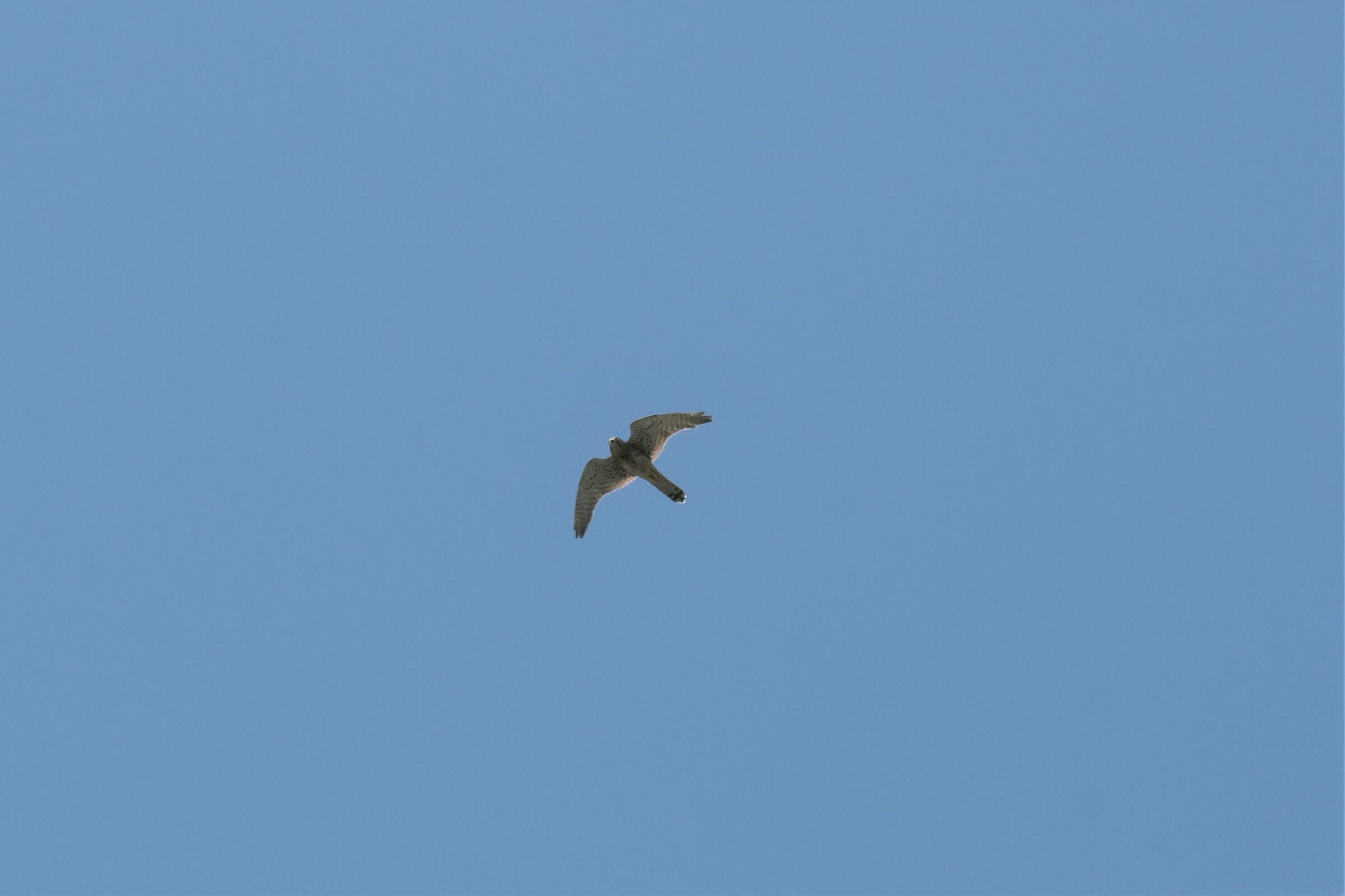 a happy encounter and you only have a 200 Peregrine Falcon ...