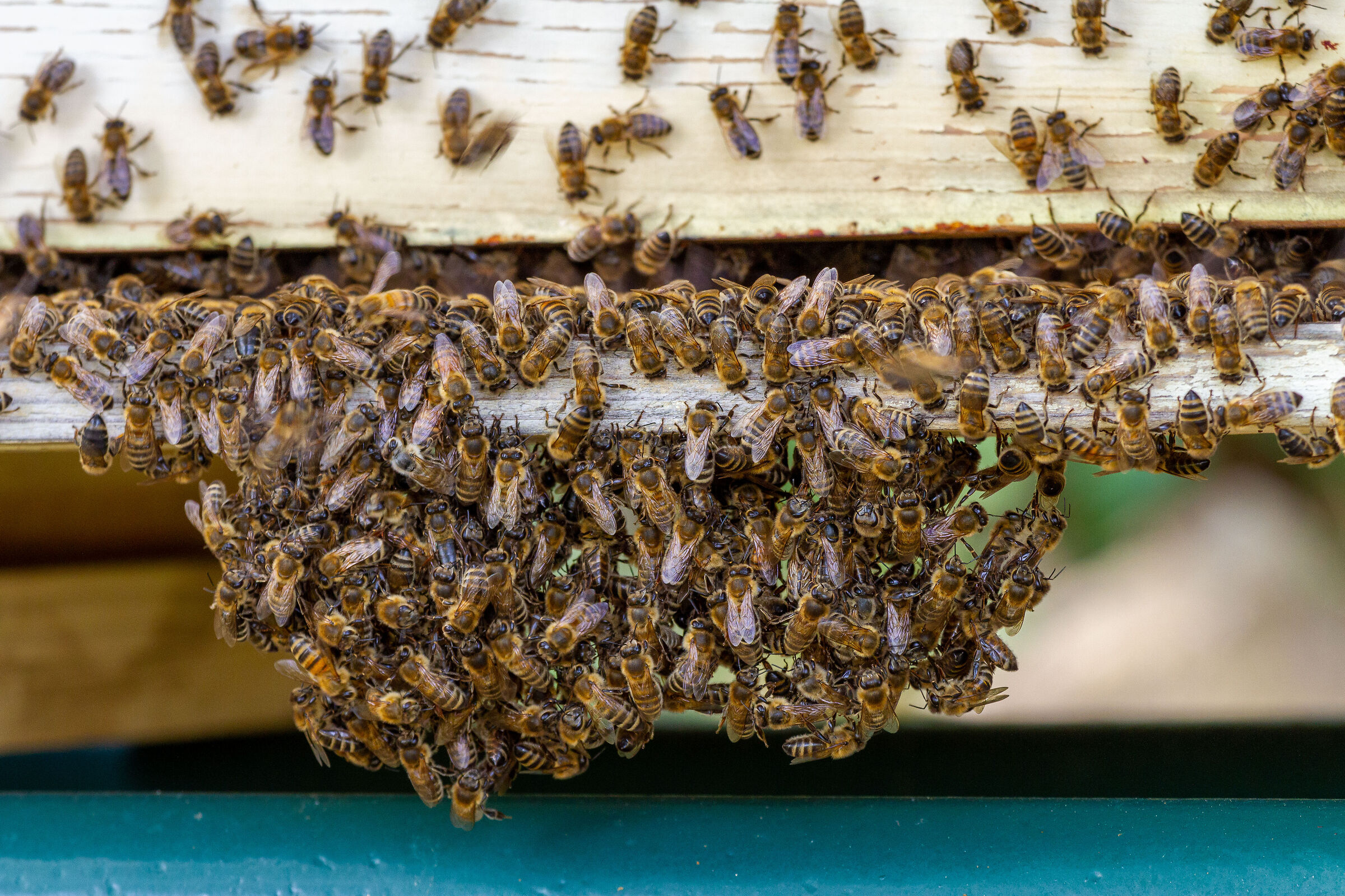 Il meraviglioso mondo delle api!...