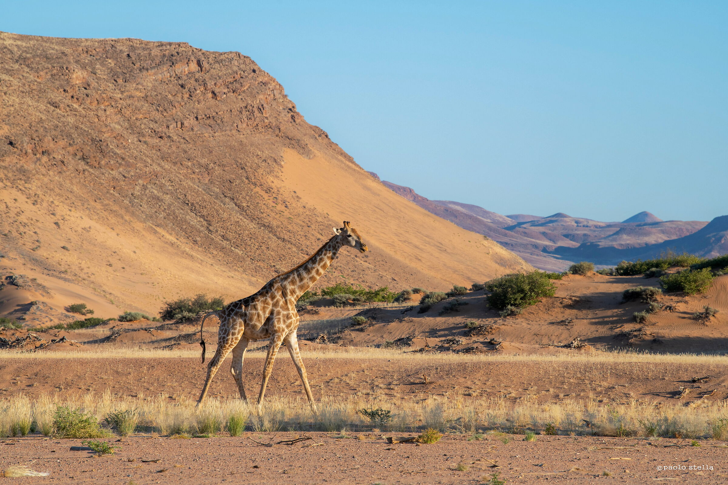 giraffe in the desert...
