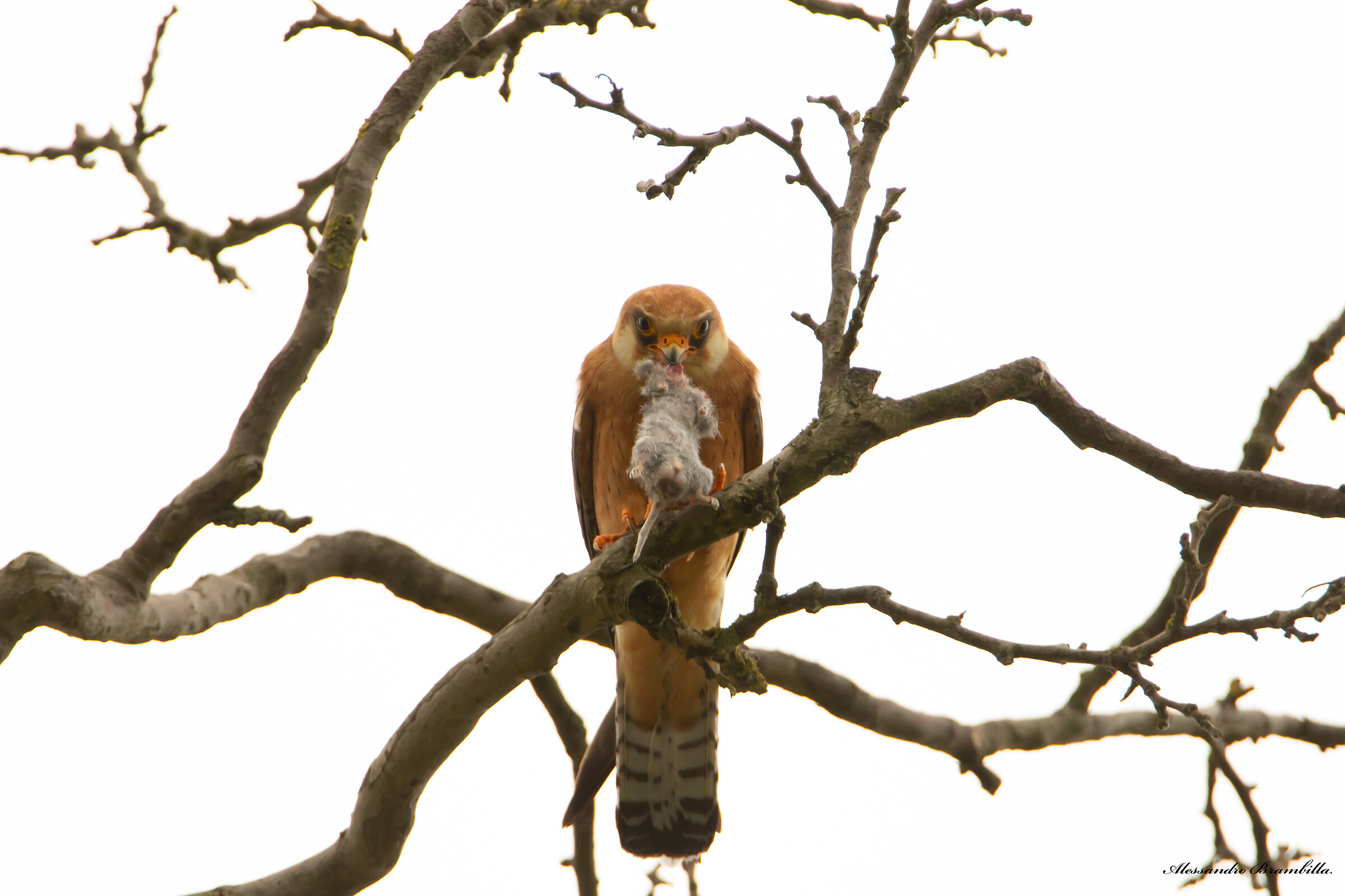 Cuckoo hawk with prey...