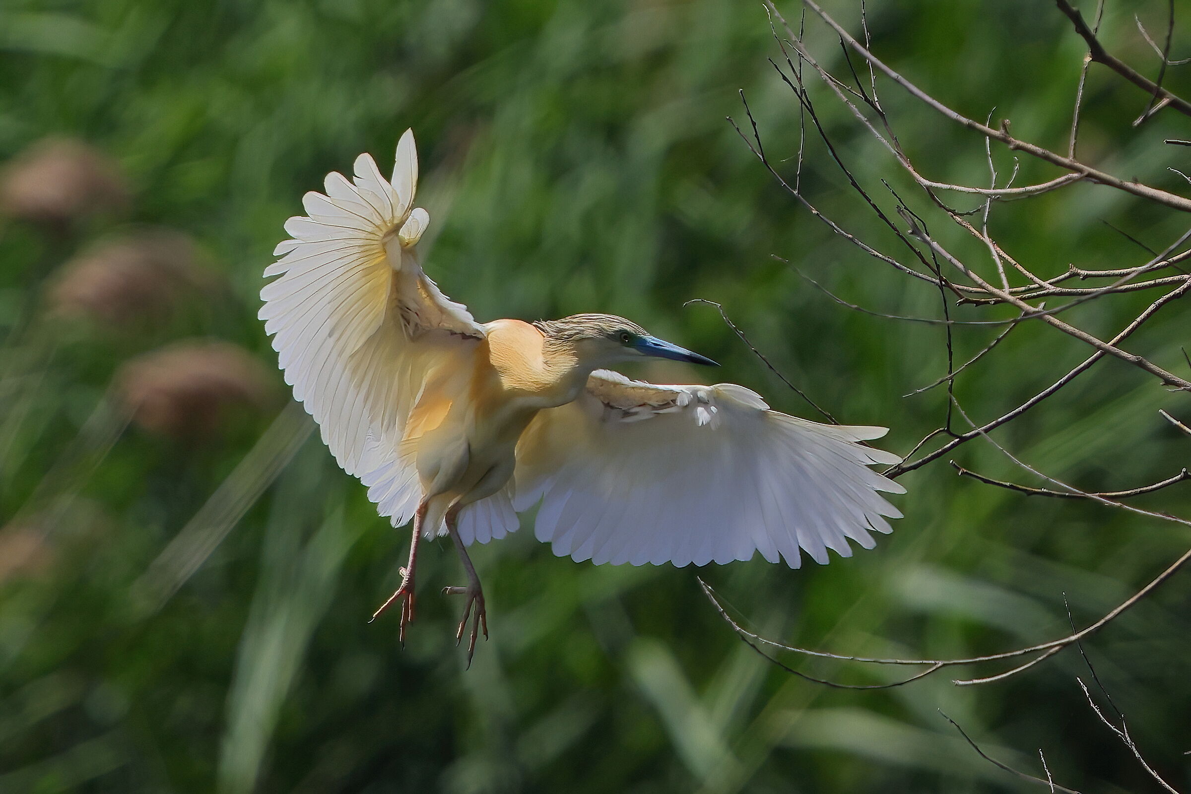 Squacco heron...