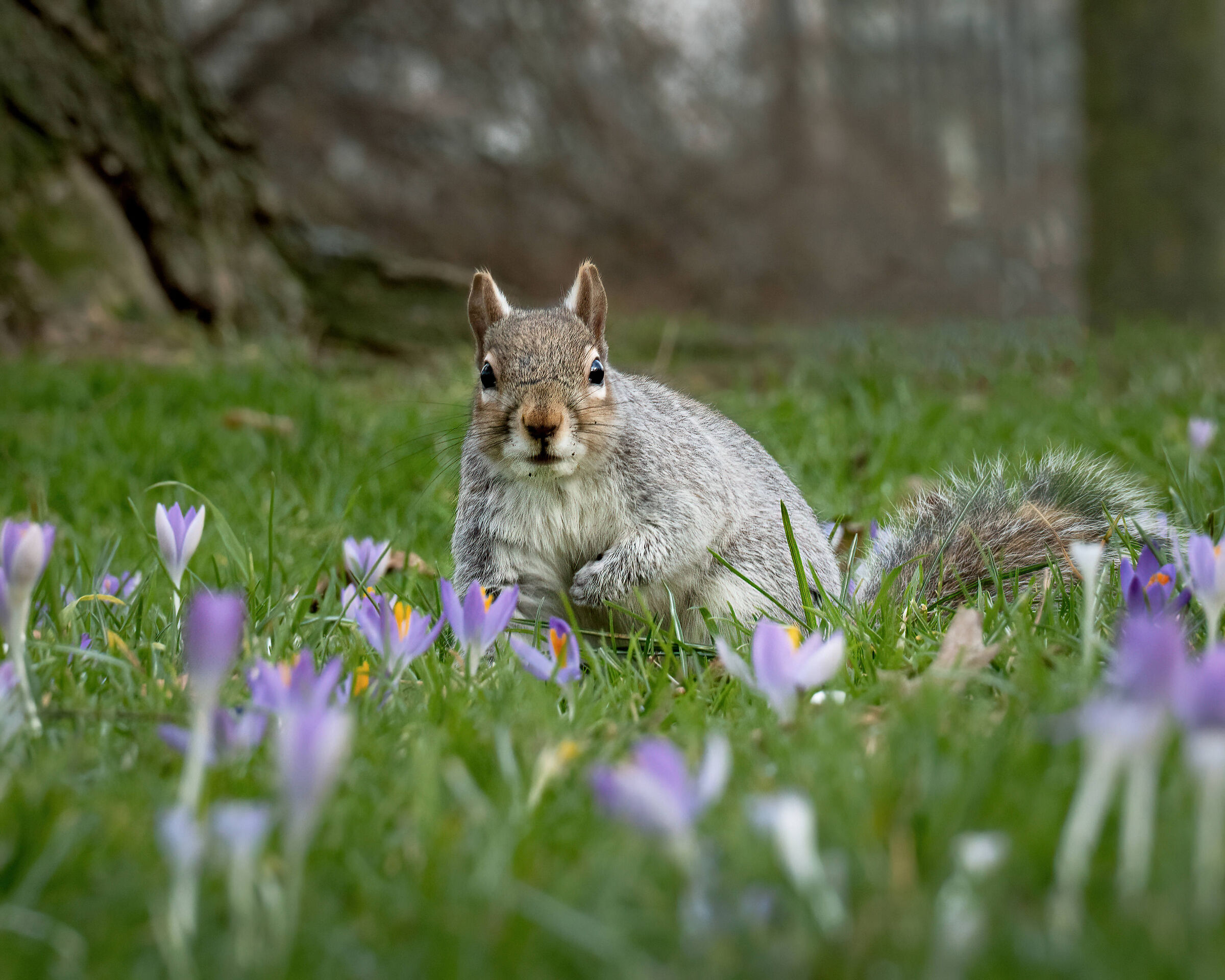 North American gray squirrel on purple flowers...