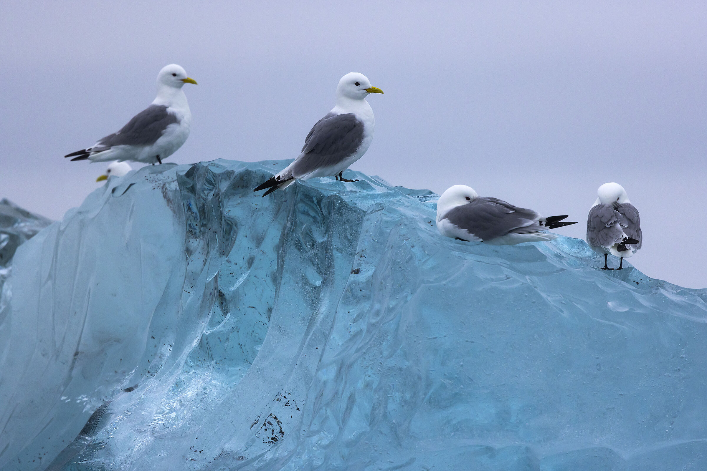 Three-toed gulls on icebergs...