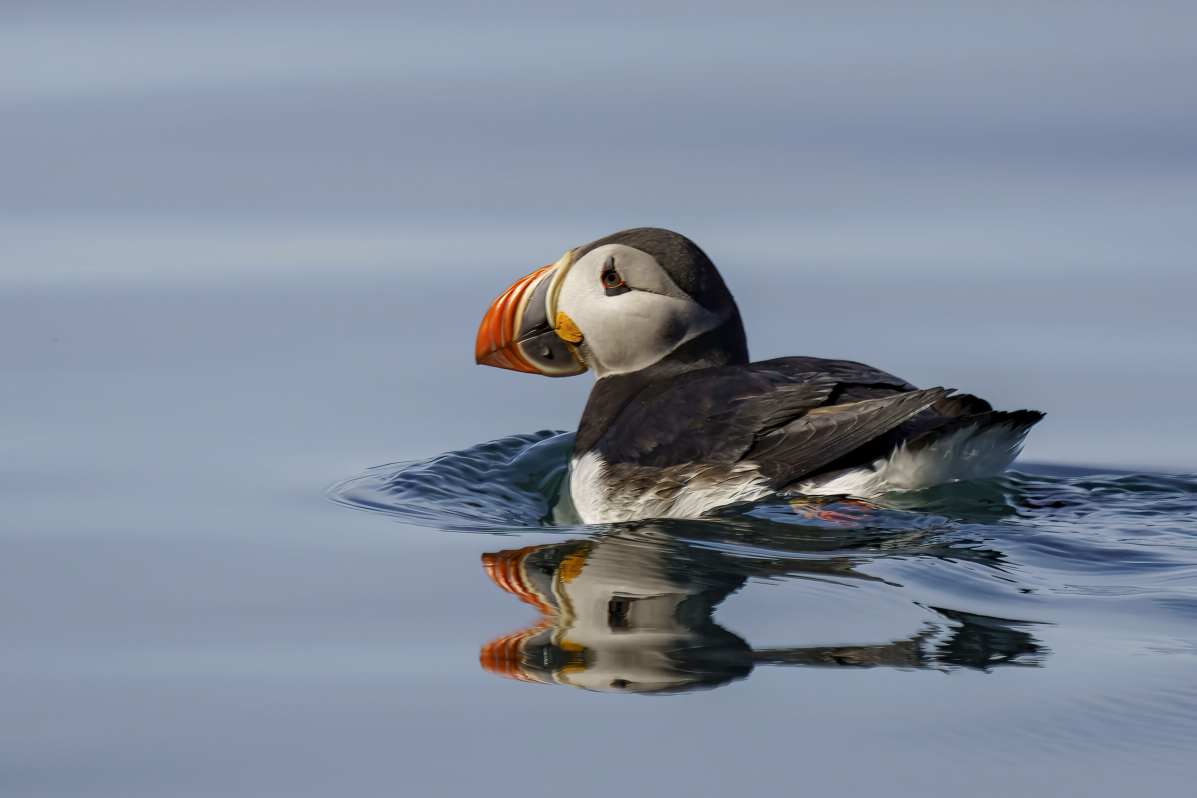 Puffin from the boat...