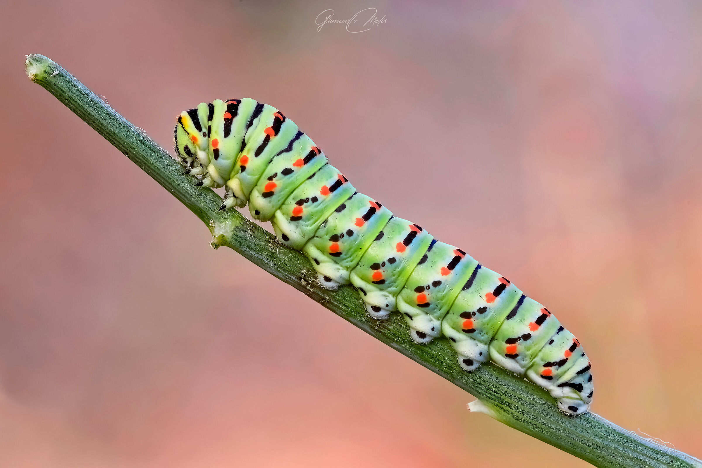 Macaon caterpillar...