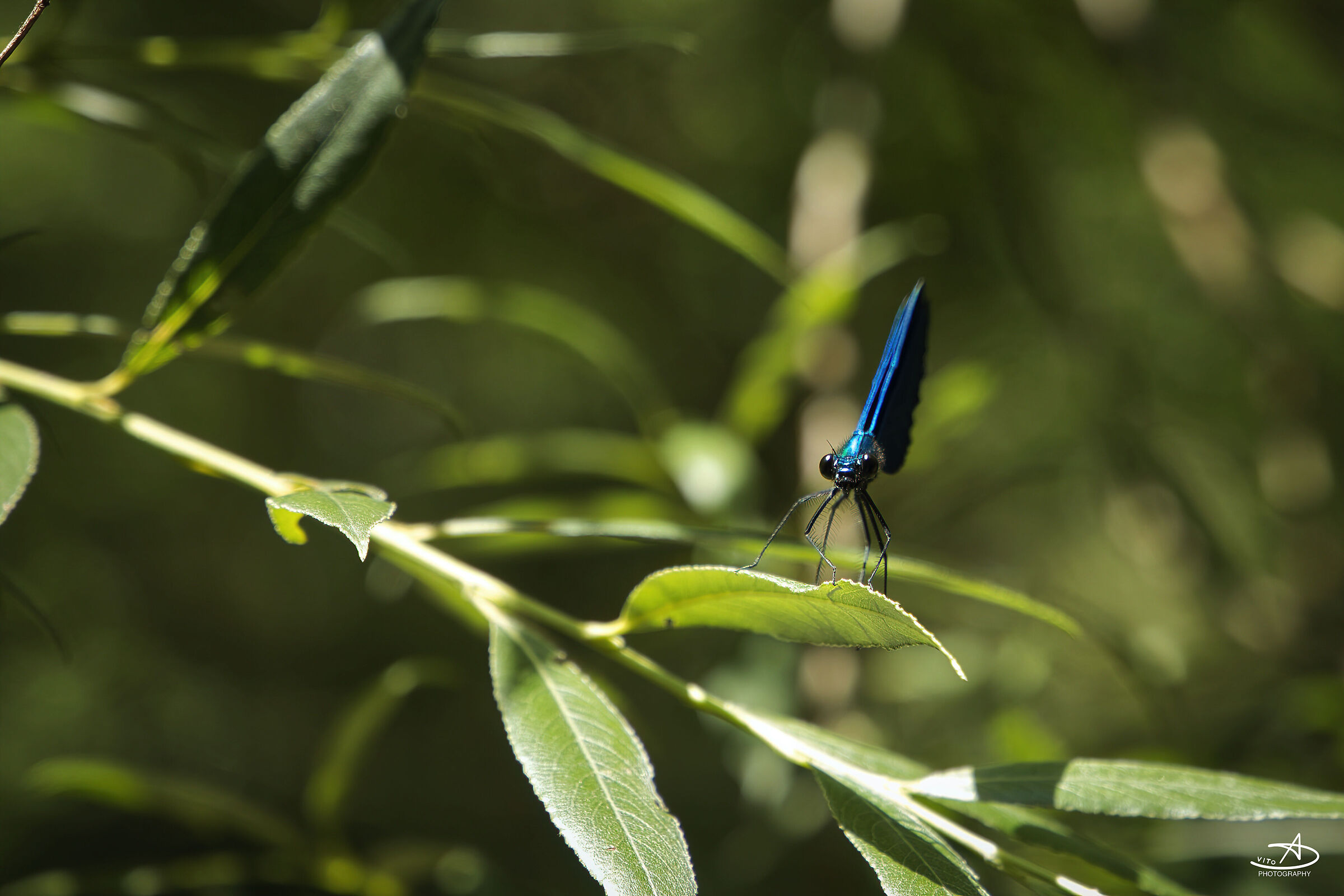 Blu Dragonfly...