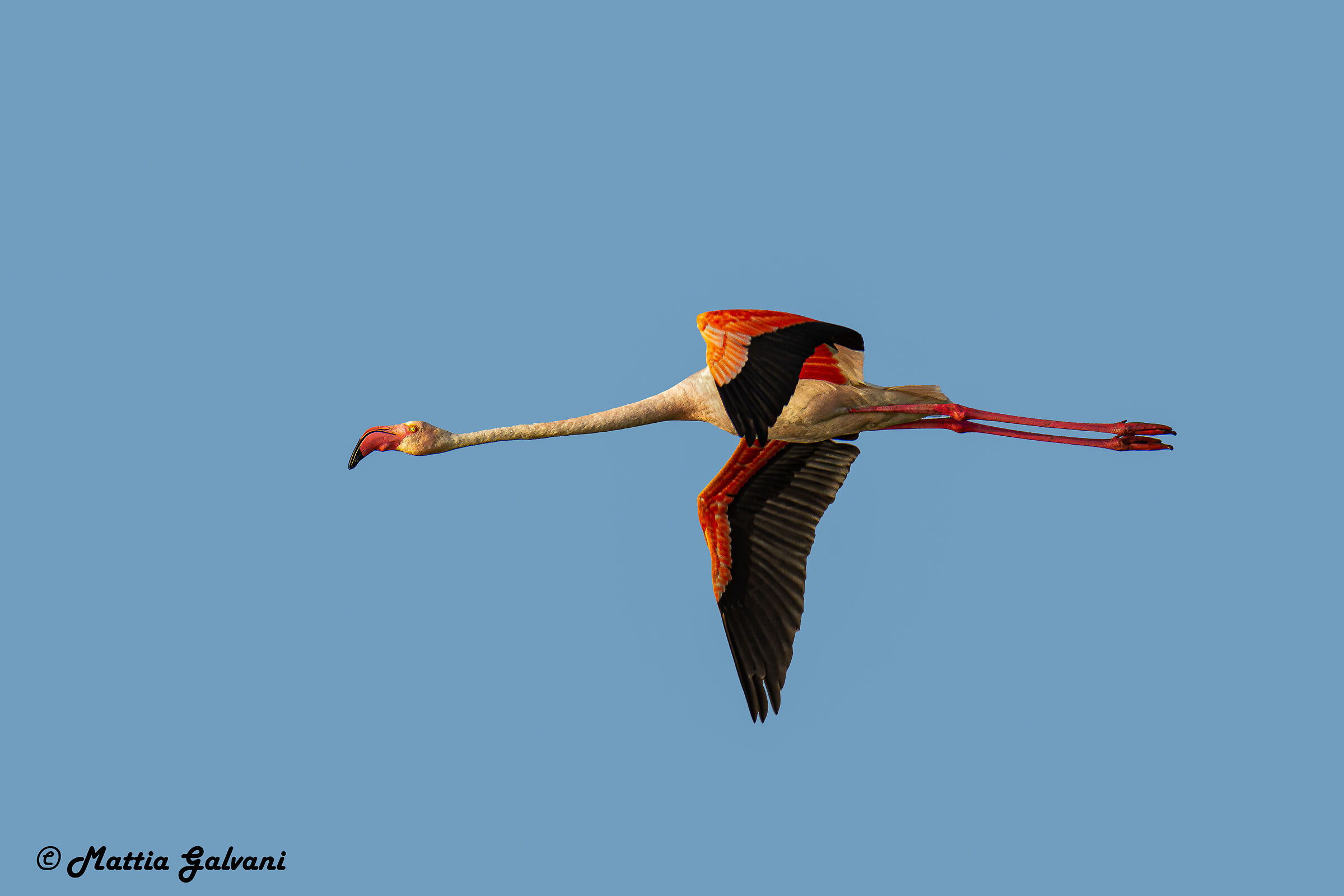 Flamingo flying at dawn...