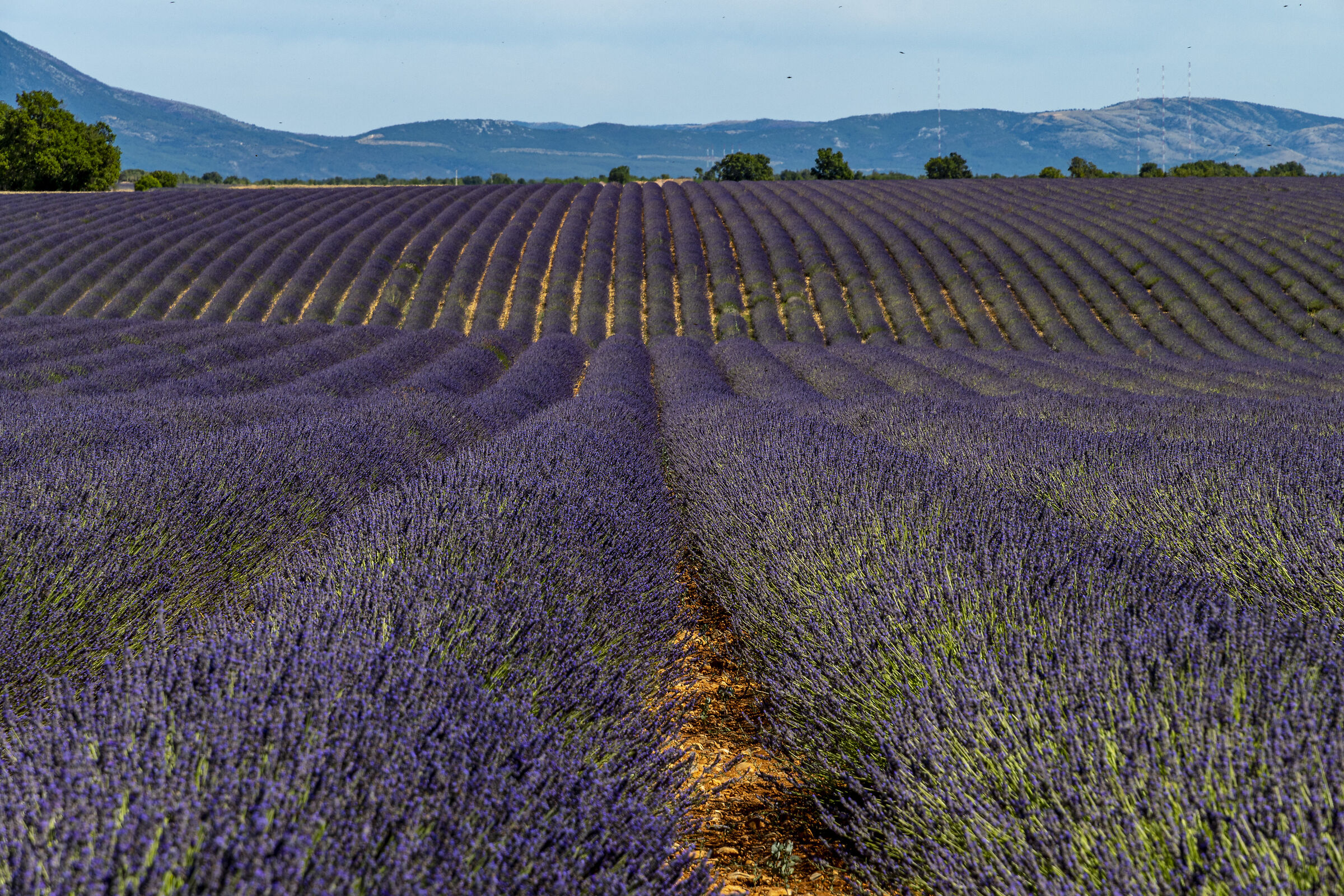 Lavender Fields in Valensole...