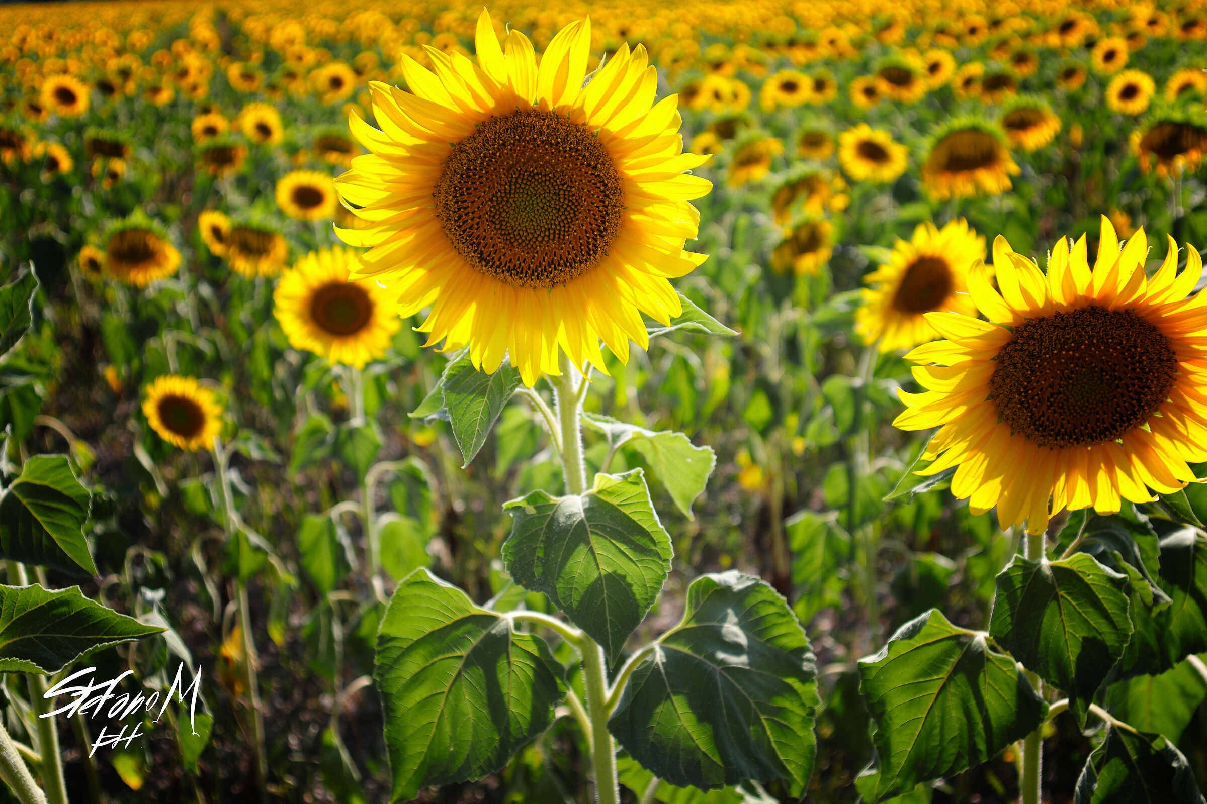 Sunflowers in Trecate...