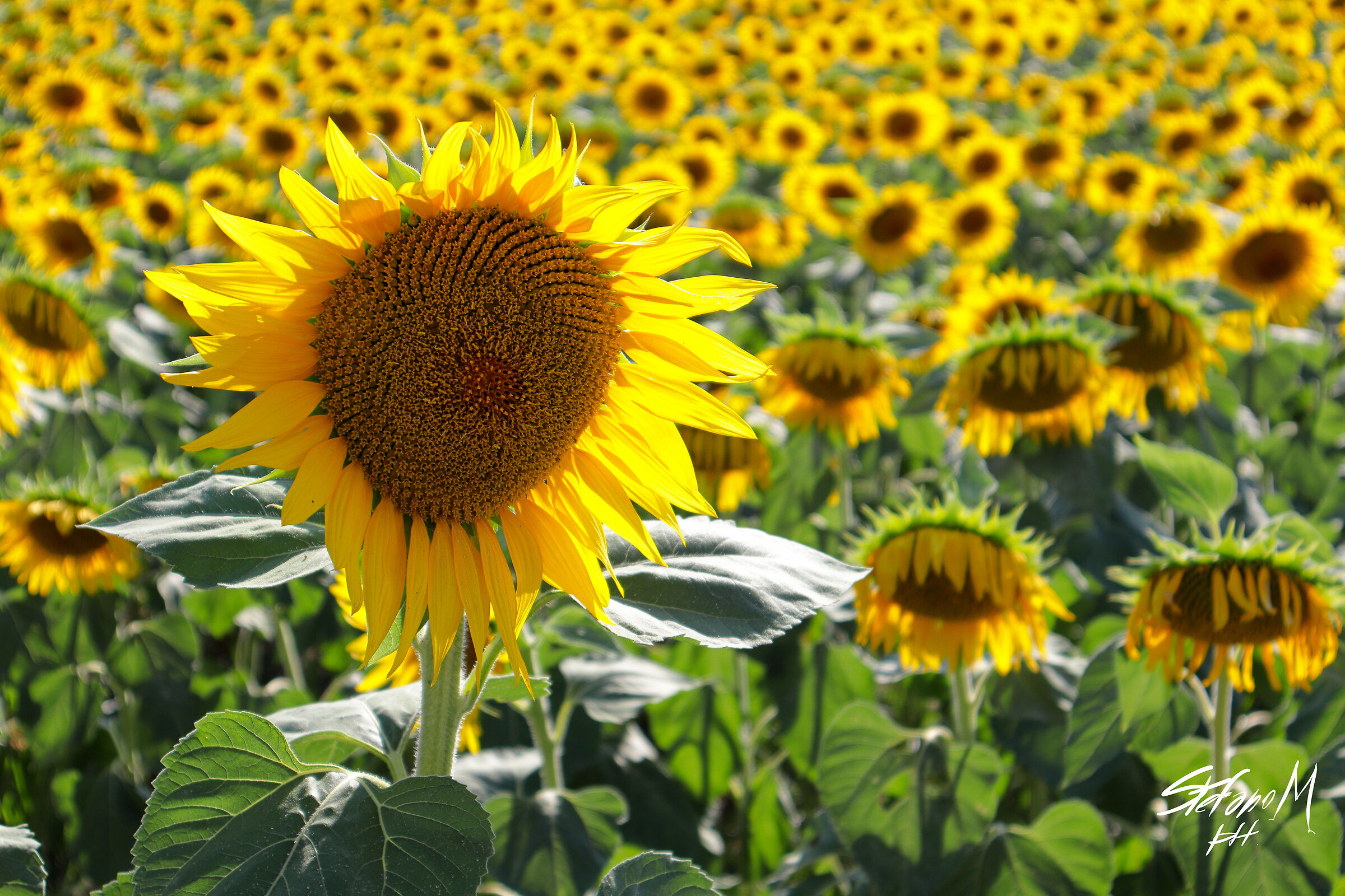 Sunflowers in Novara...