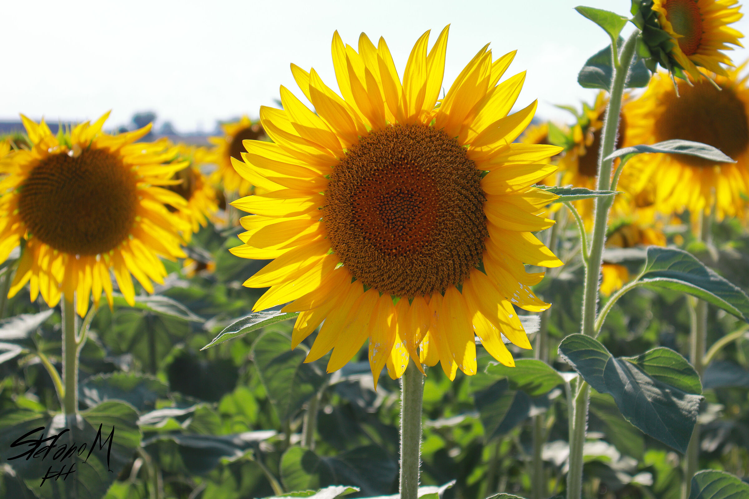 Sunflowers in Novara...