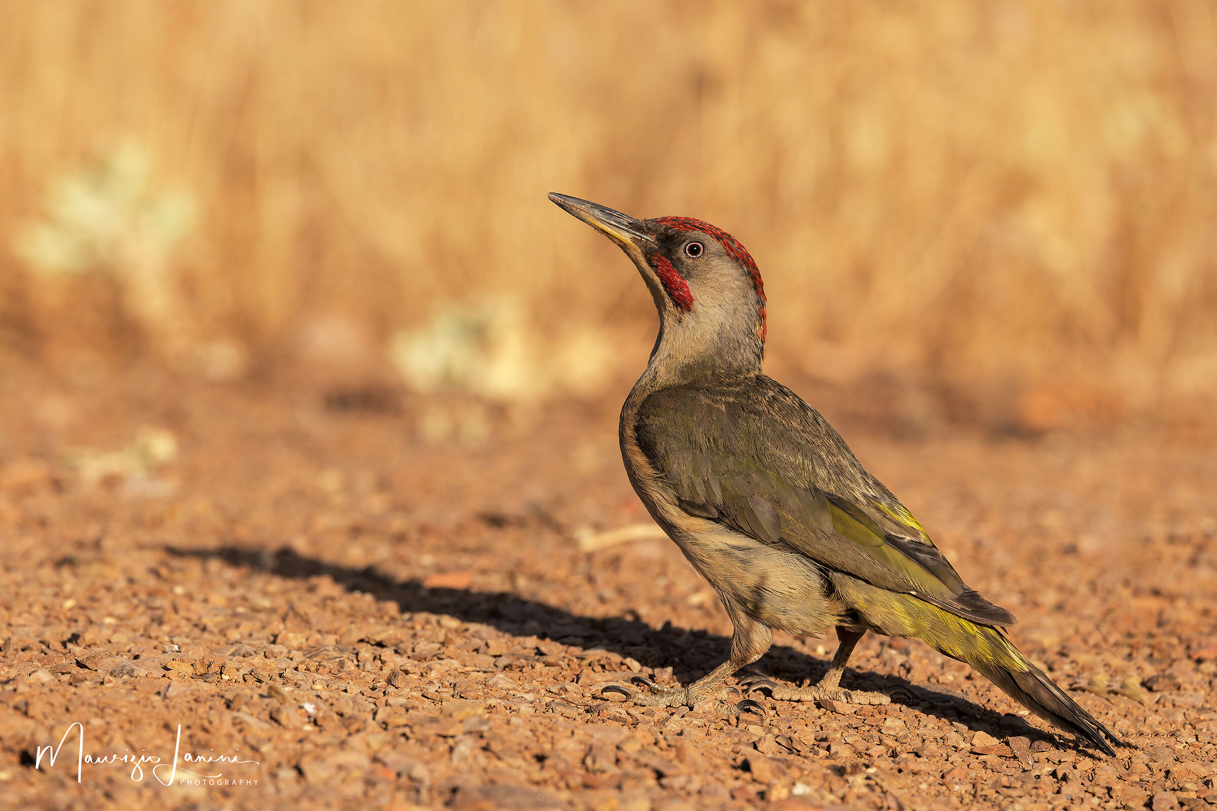 Iberian green woodpecker ...