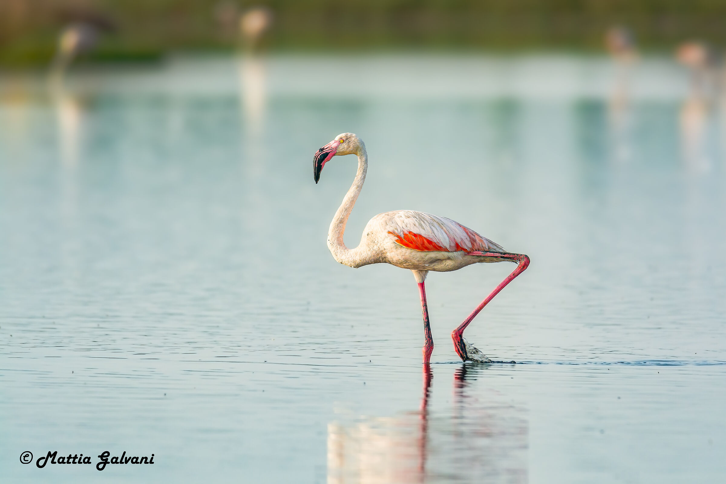 Flamingo in salt pan...