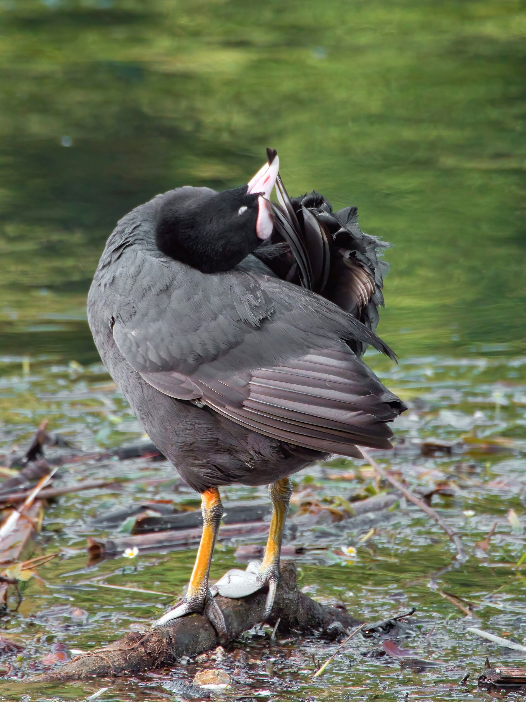 Coot (the care of plumage)...