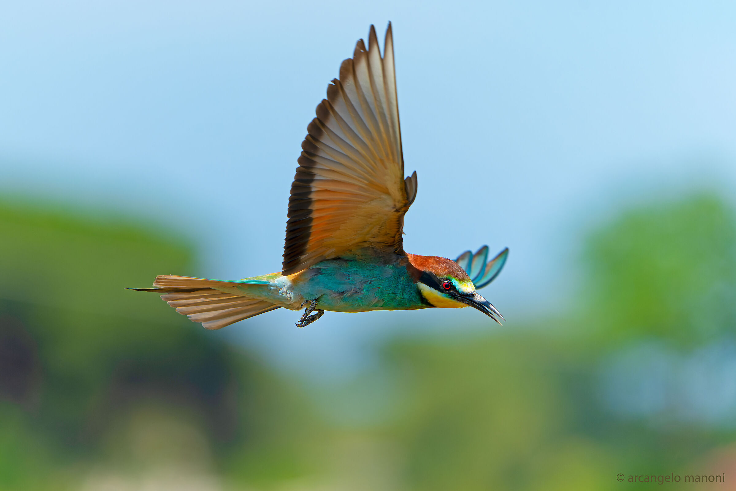 A bee-eater, living drone!...