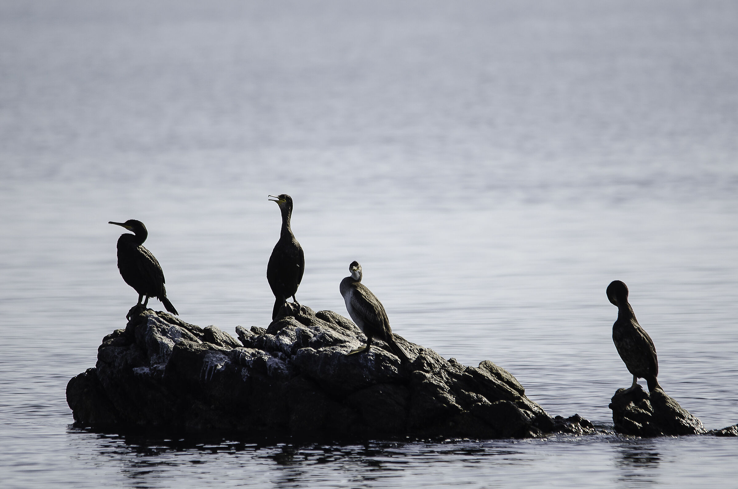 Cormorants on rock...
