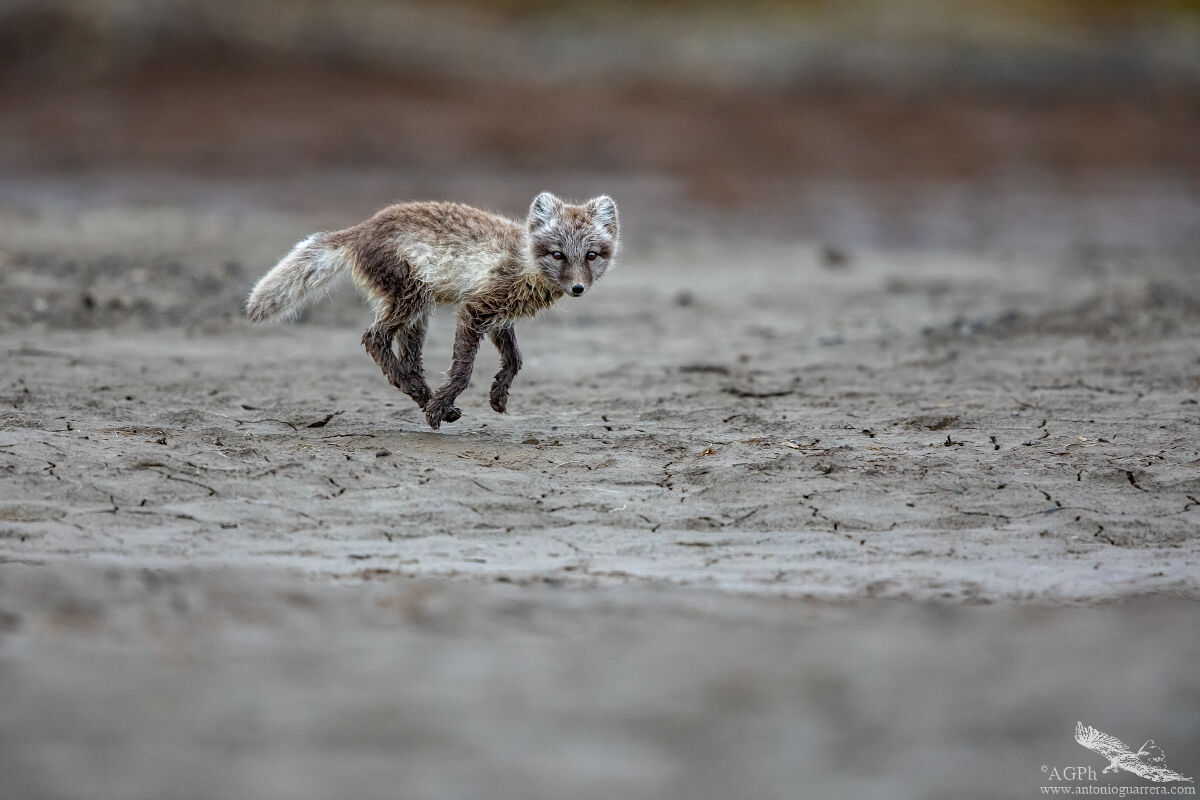 Arctic fox in "flight"...