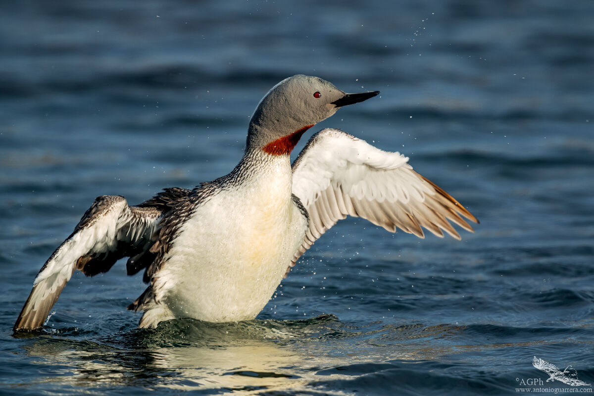 Red-throated diver...
